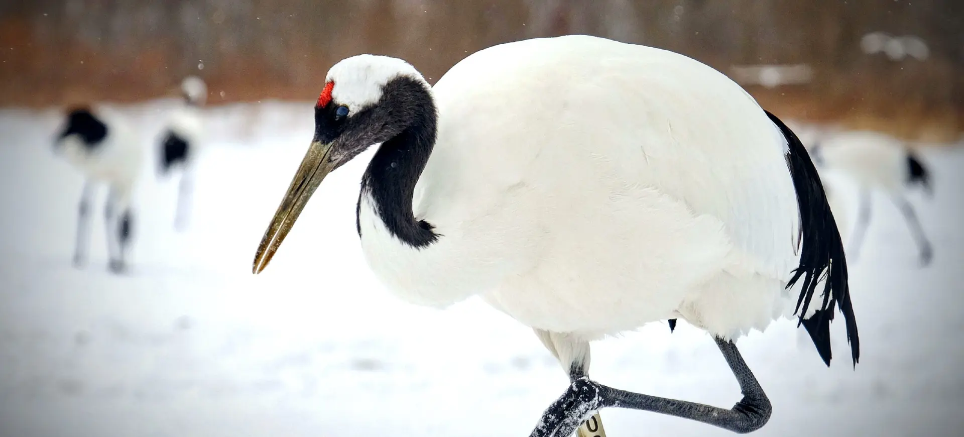 Red-crowned Crane