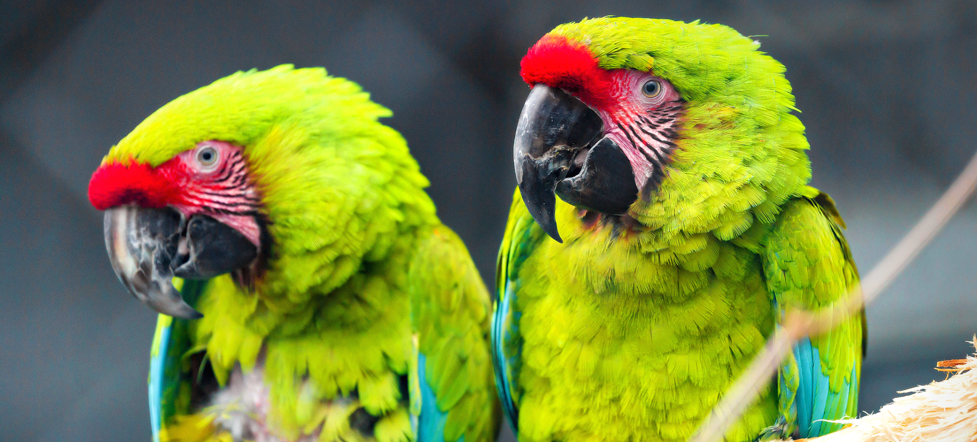 Red-fronted Macaw