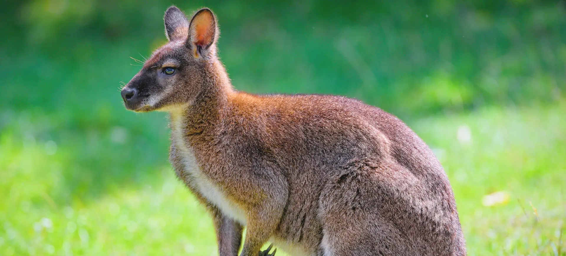 Red-necked Wallaby