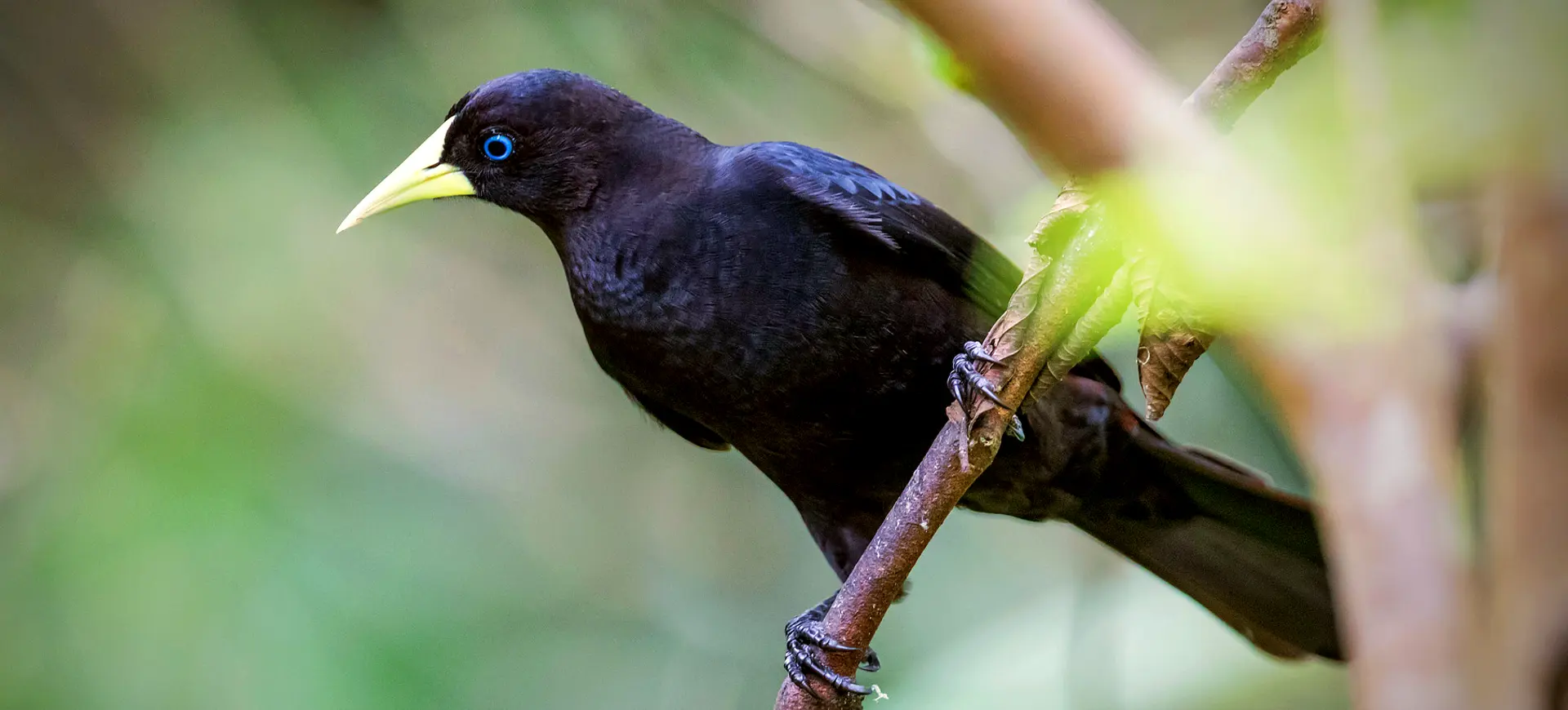 Red-rumped Cacique