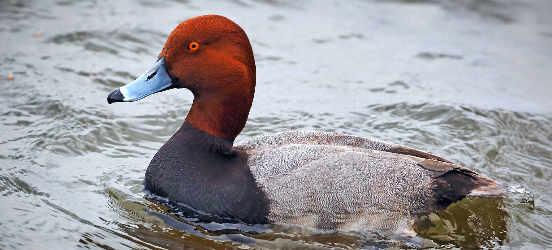 Redhead