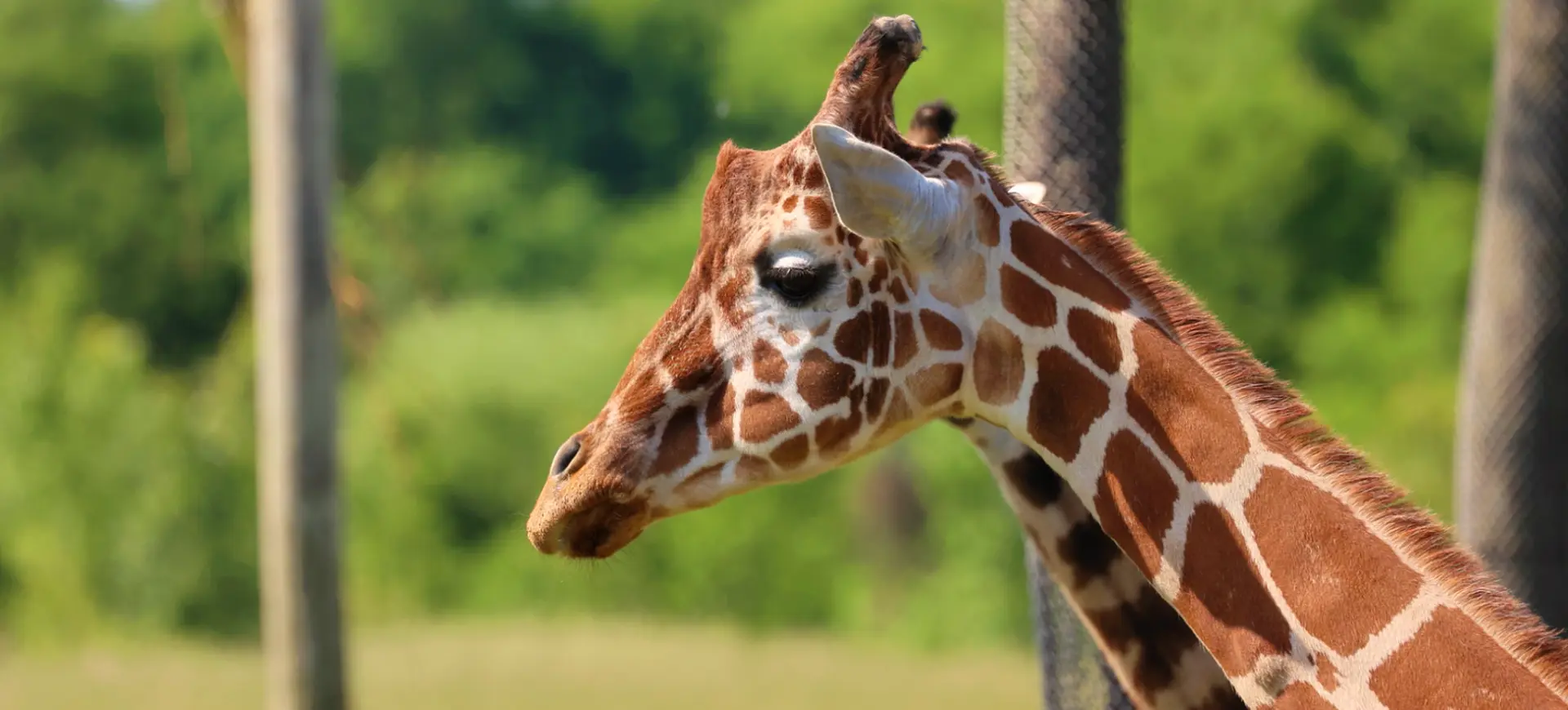 Reticulated Giraffe