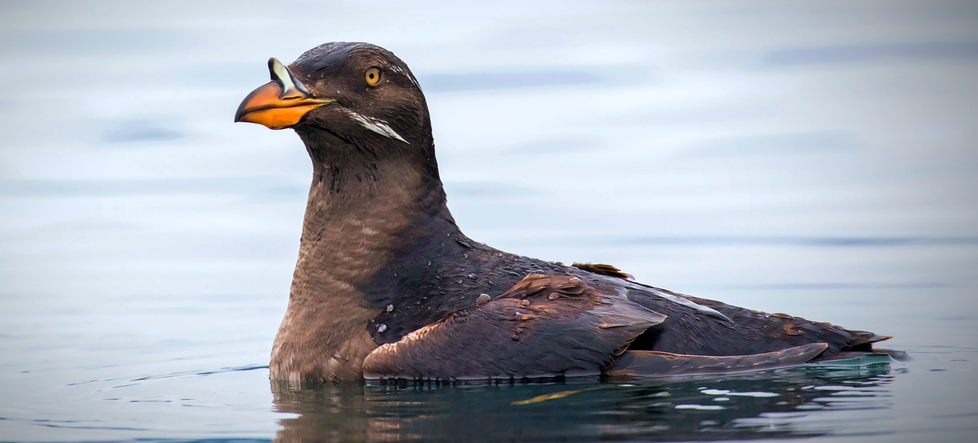 Rhinoceros Auklet