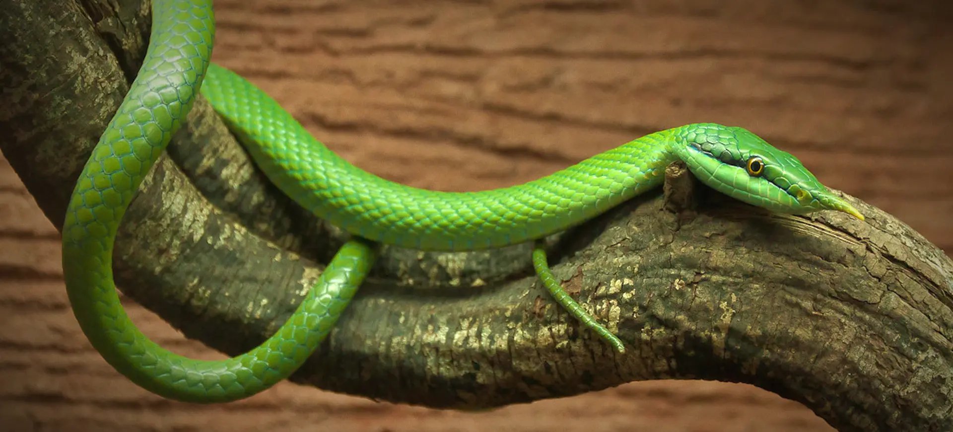 Rhinoceros Ratsnake