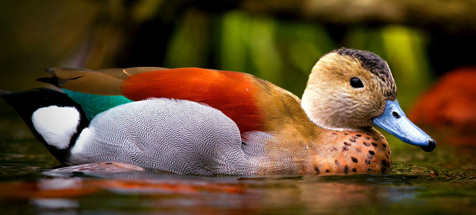 Ringed Teal