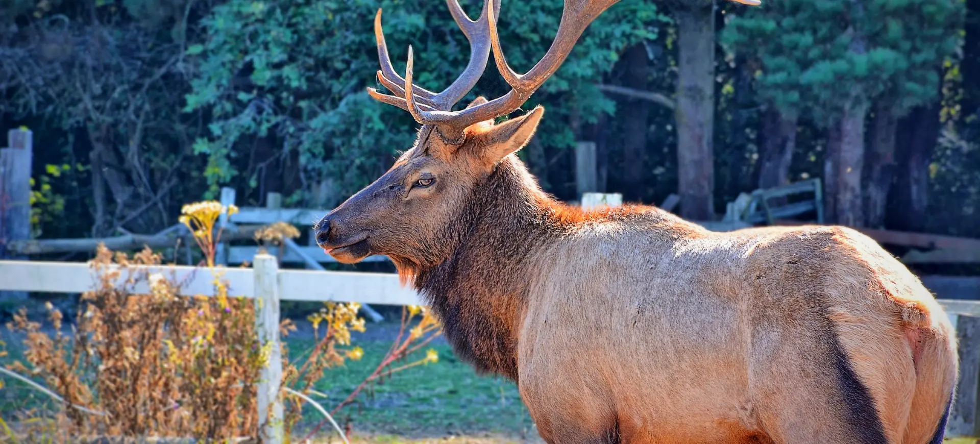 Roosevelt Elk