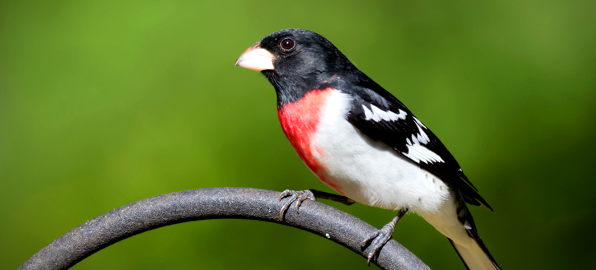 Rose-breasted Grosbeak