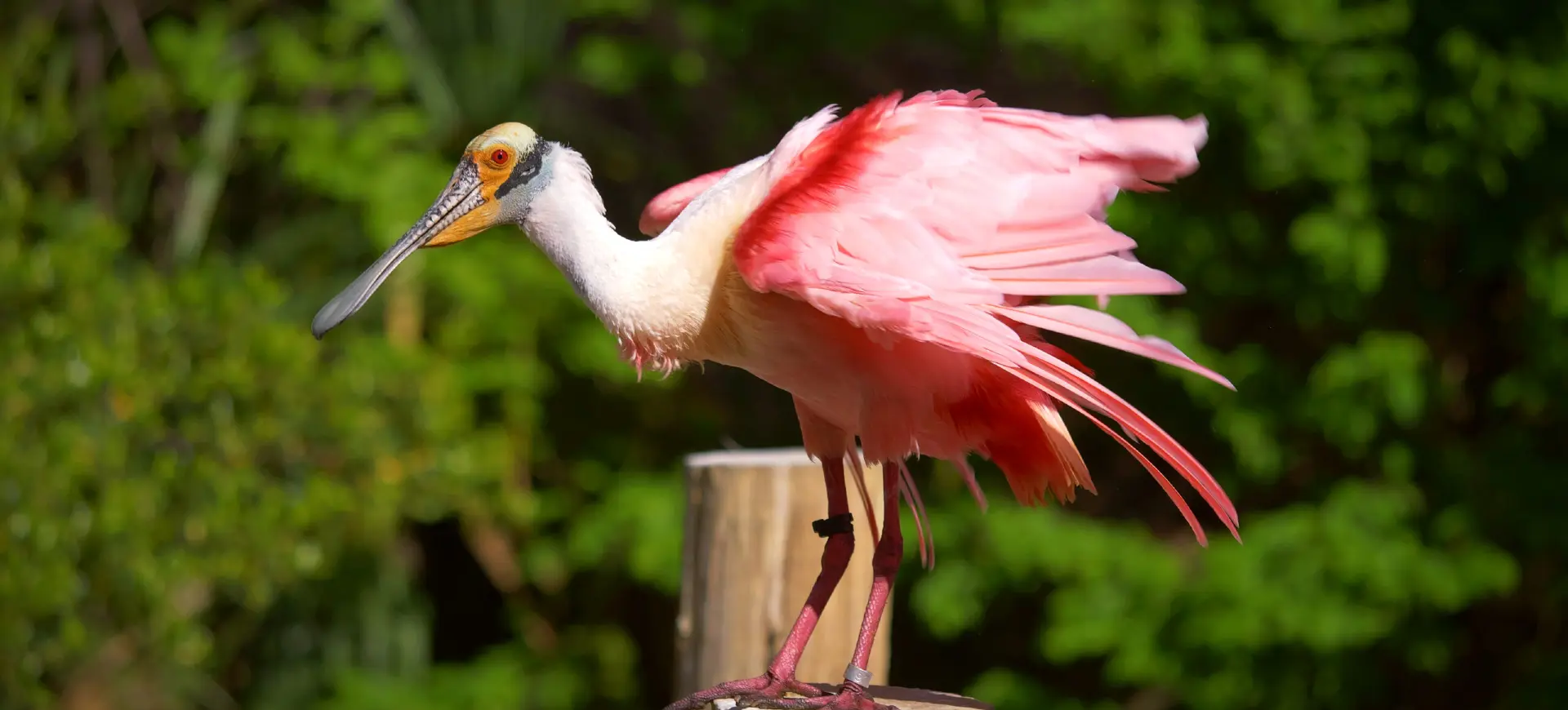 Roseate Spoonbill