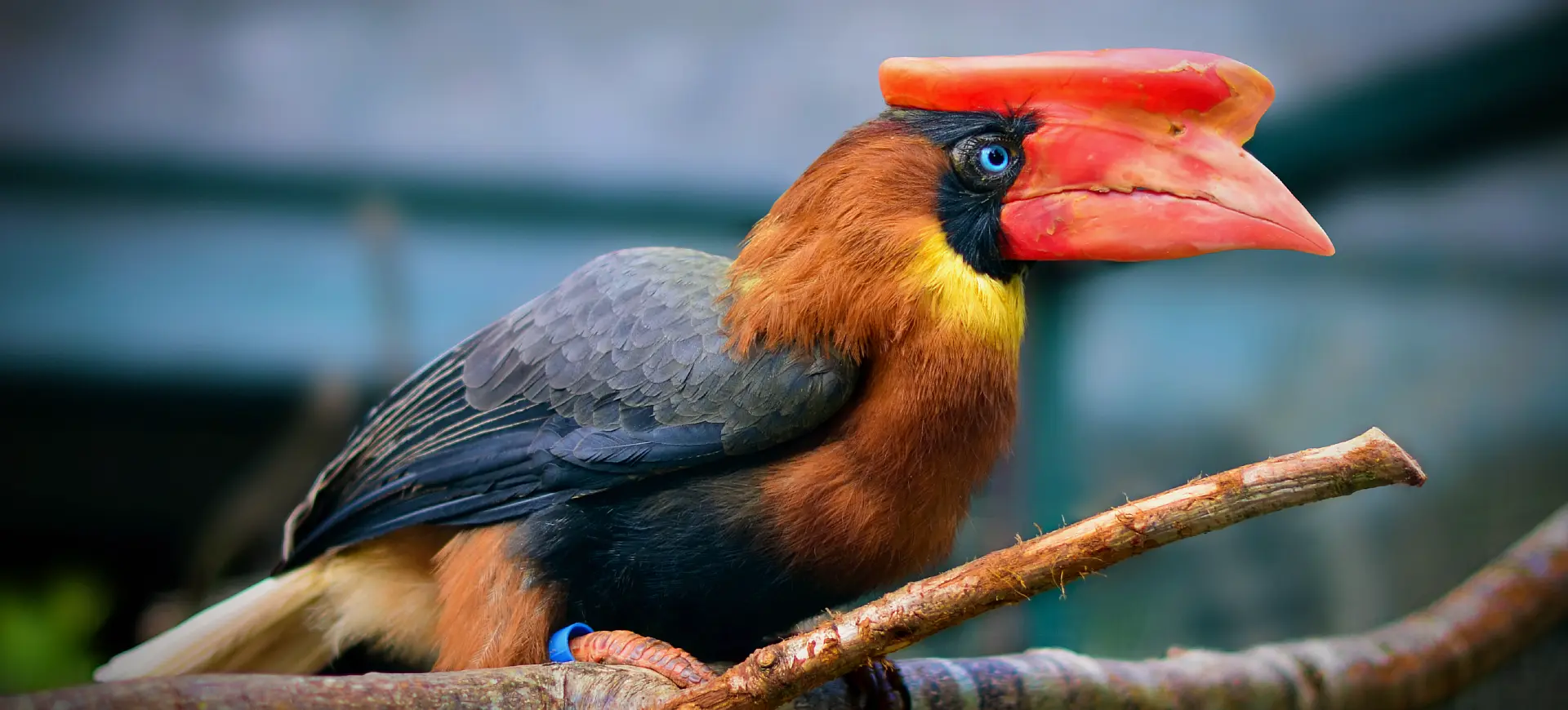 Northern Rufous Hornbill