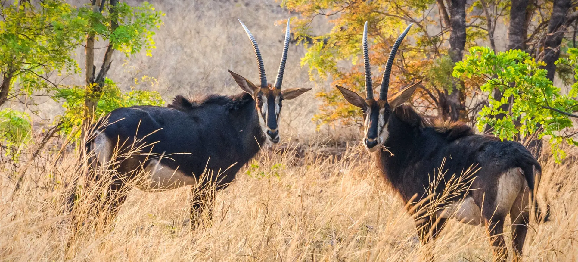 Sable Antelope