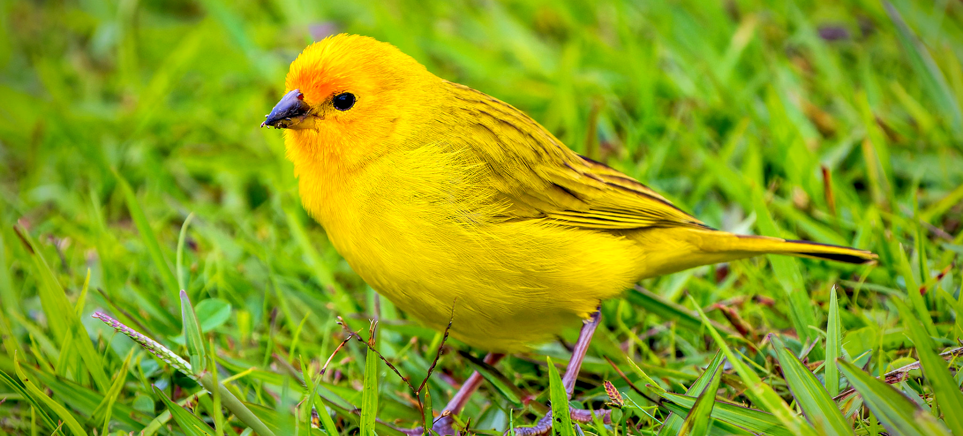 Saffron Finch