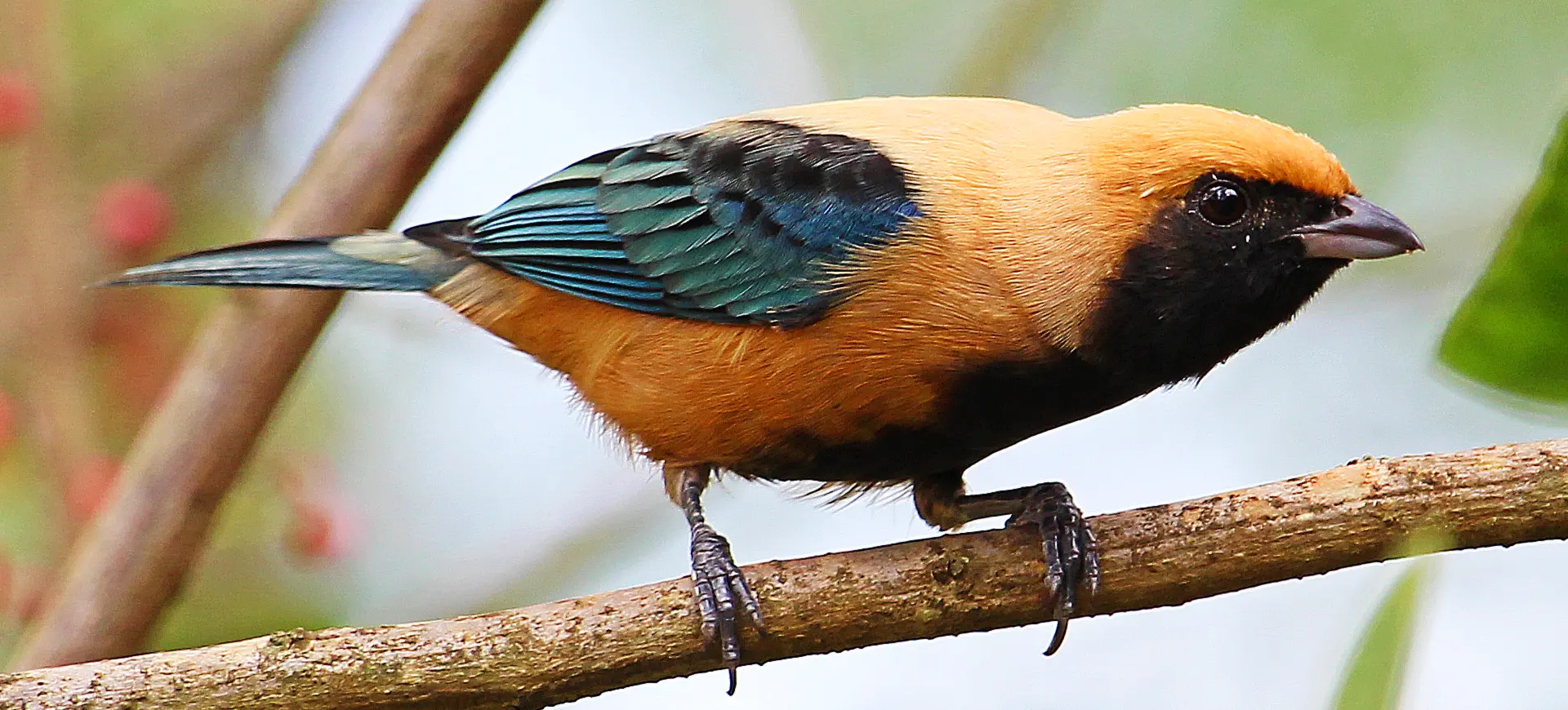 Burnished-buff Tanager