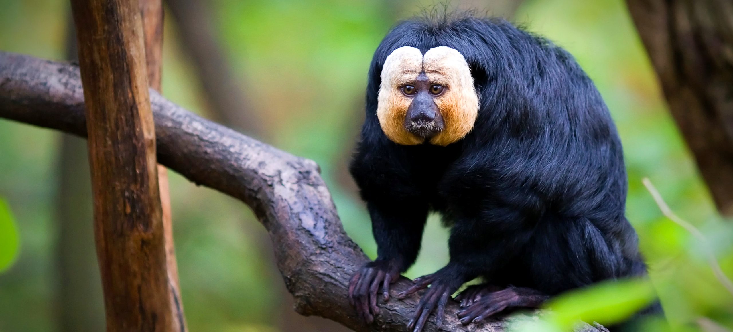 White-faced Saki