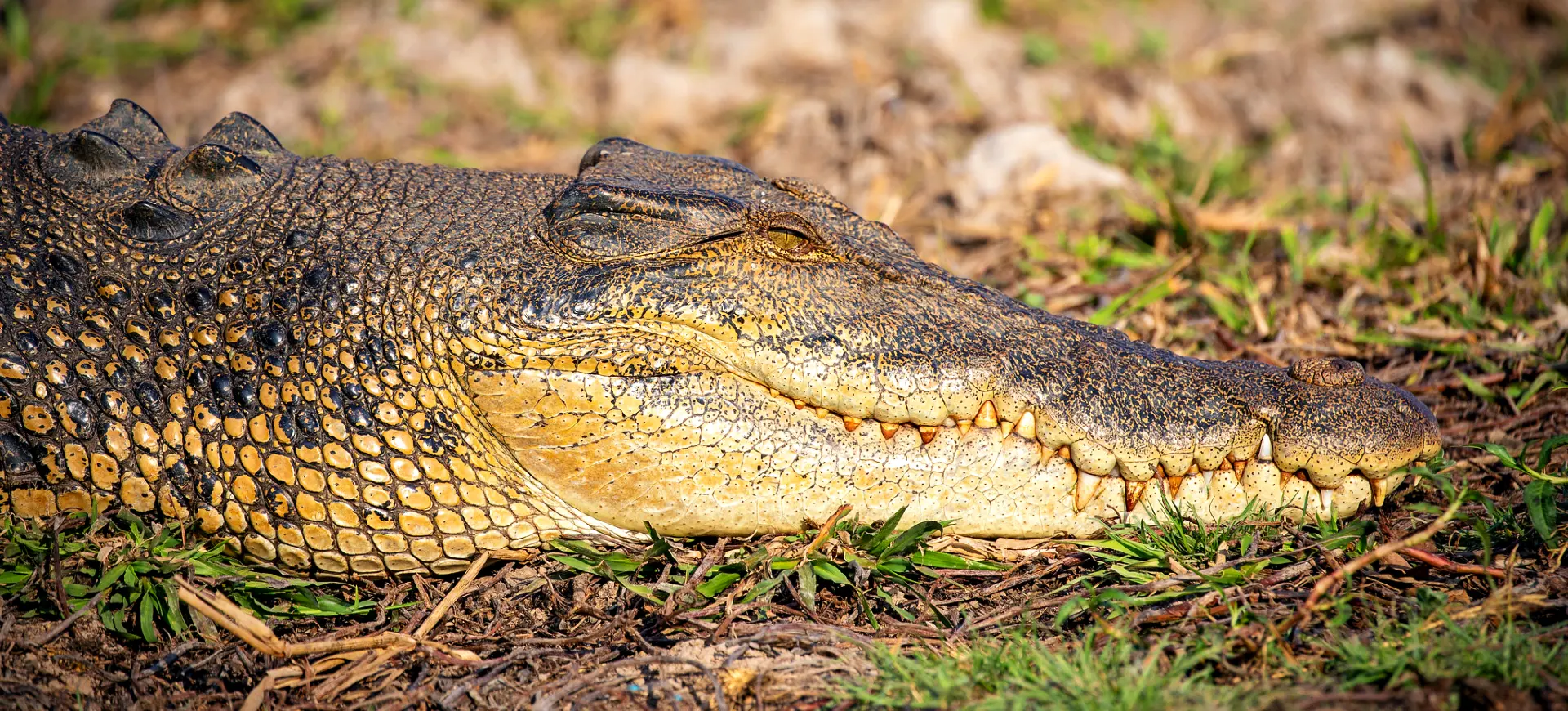 Saltwater Crocodile