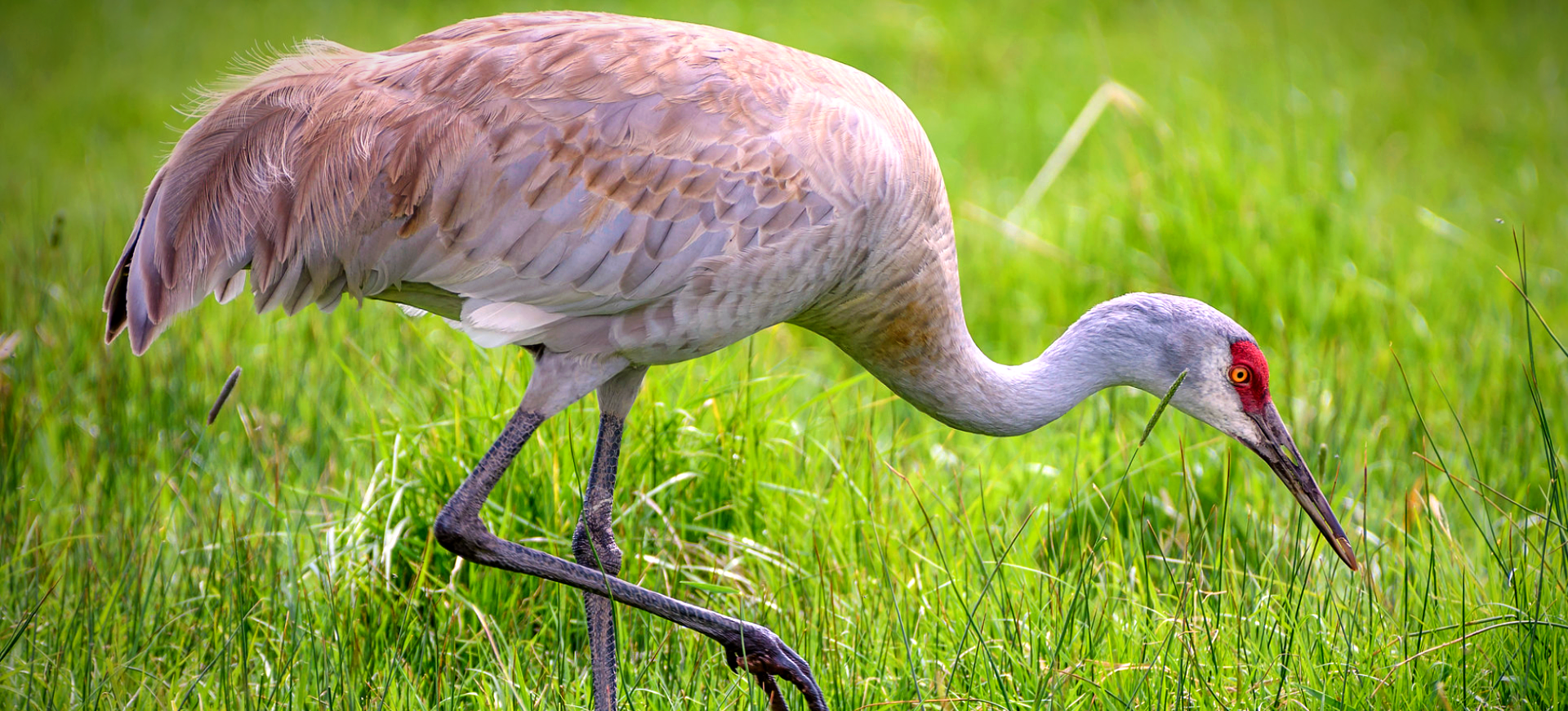 Sandhill Crane