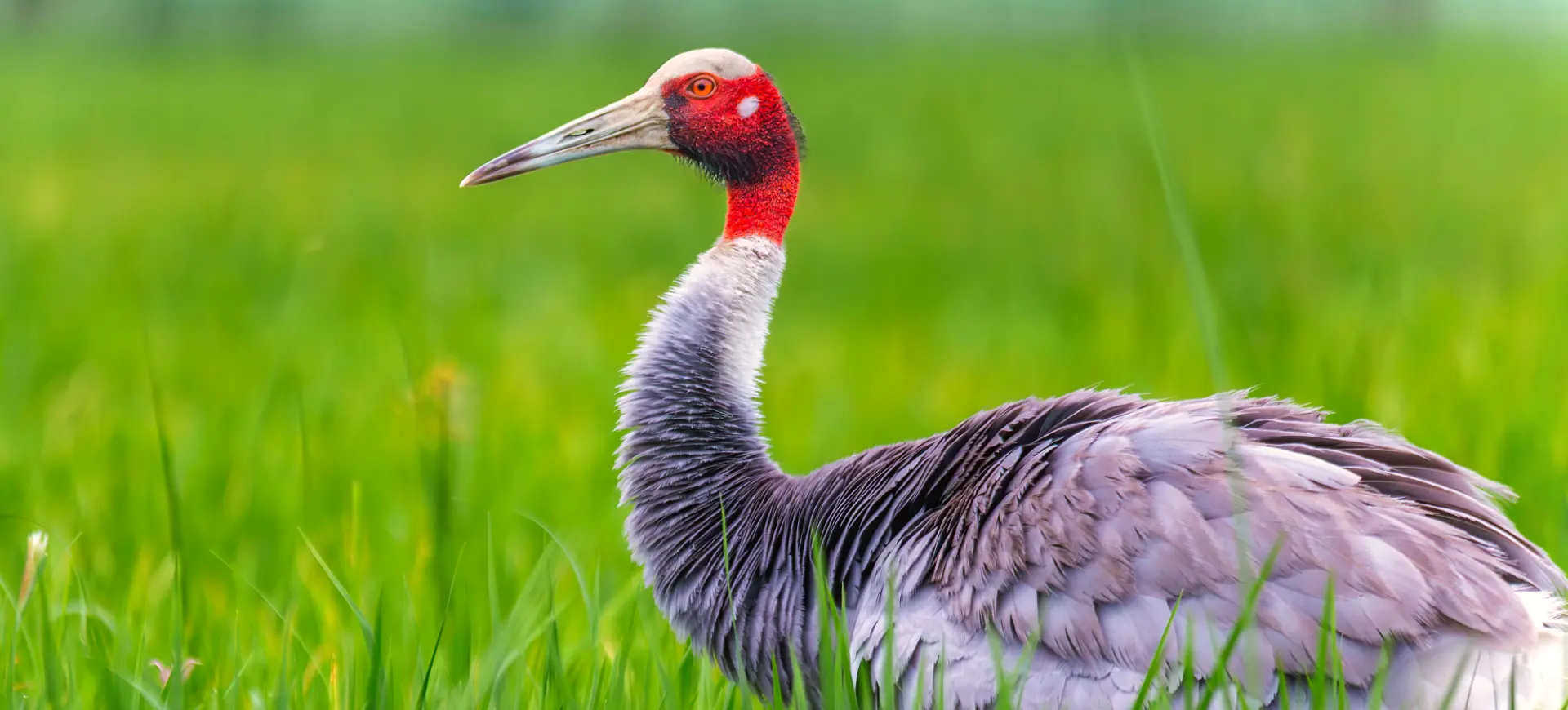 Sarus Crane