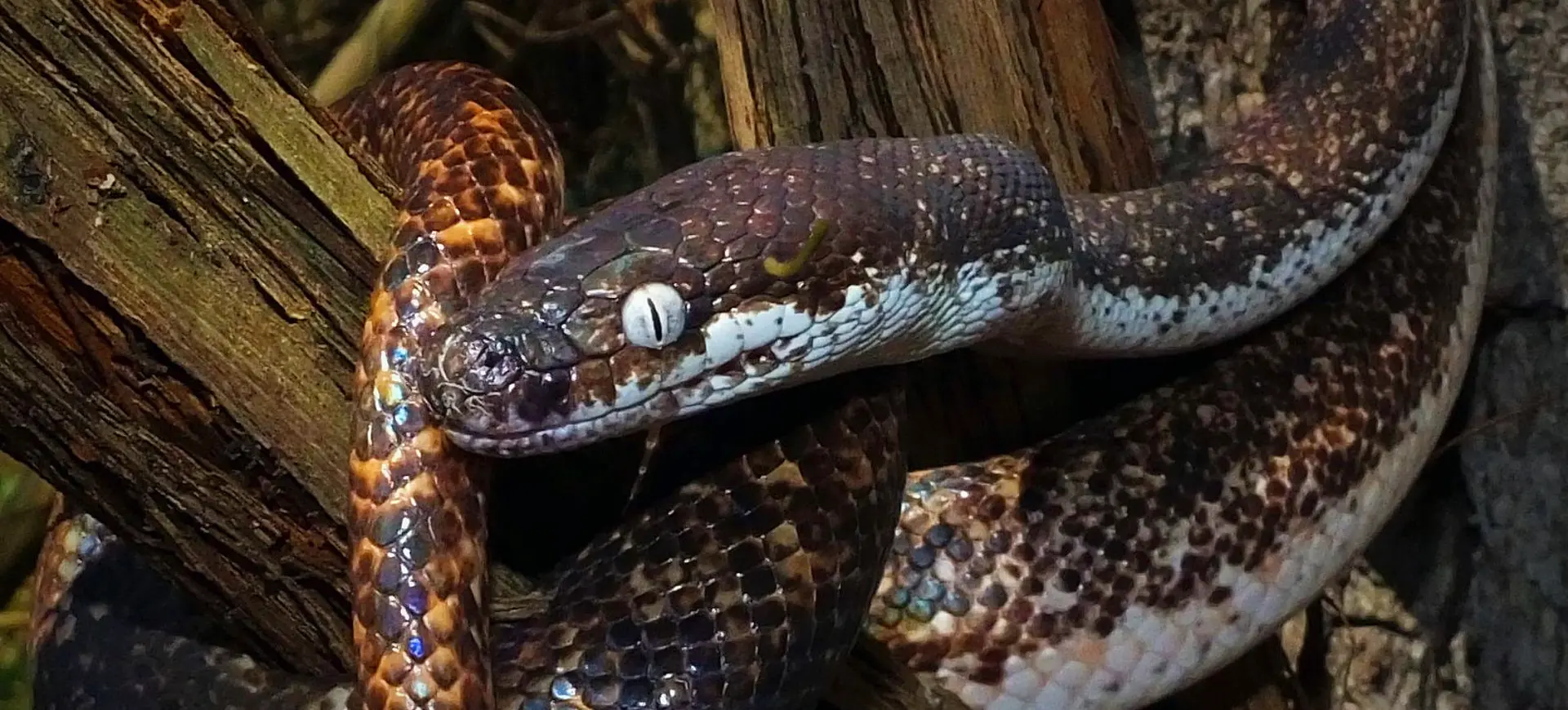 Savu Island Python