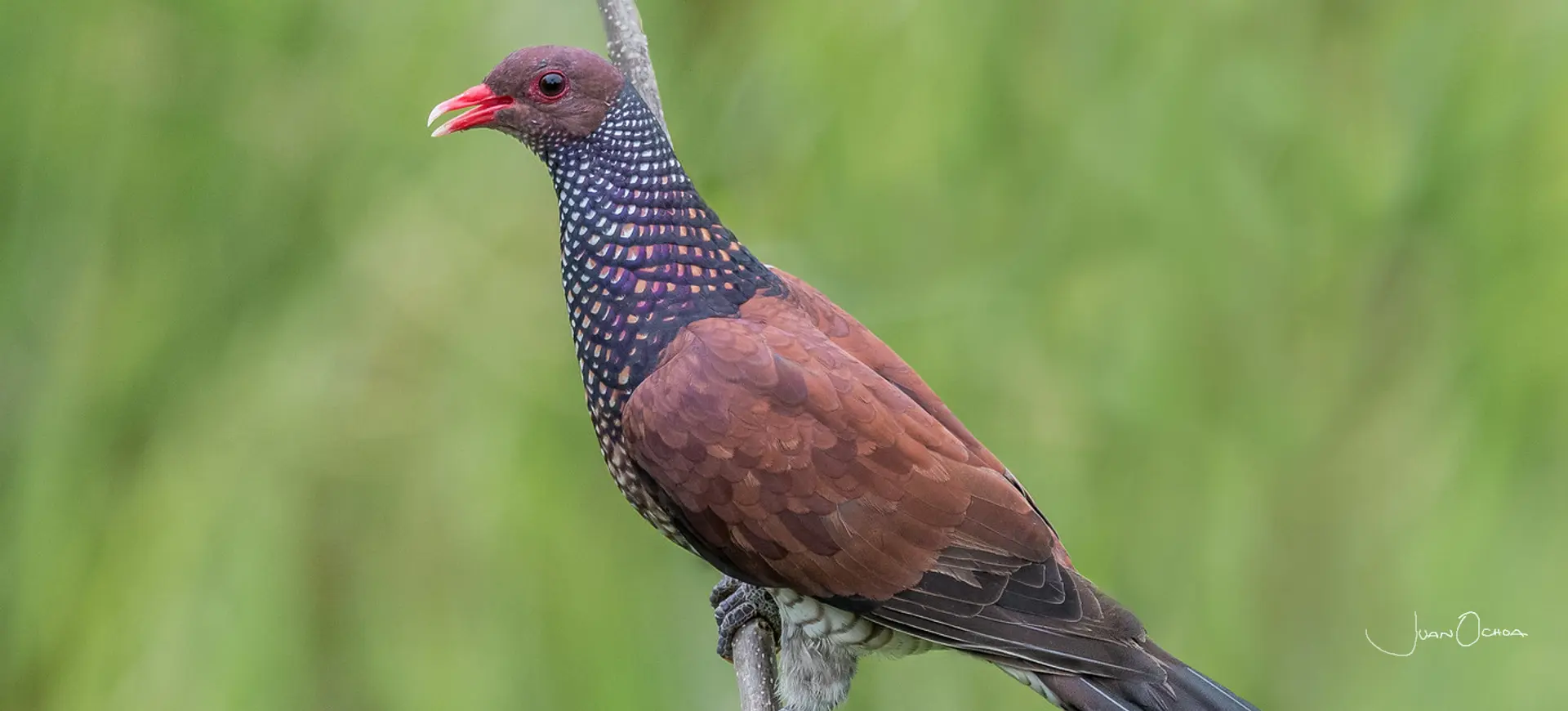 Scaled Pigeon