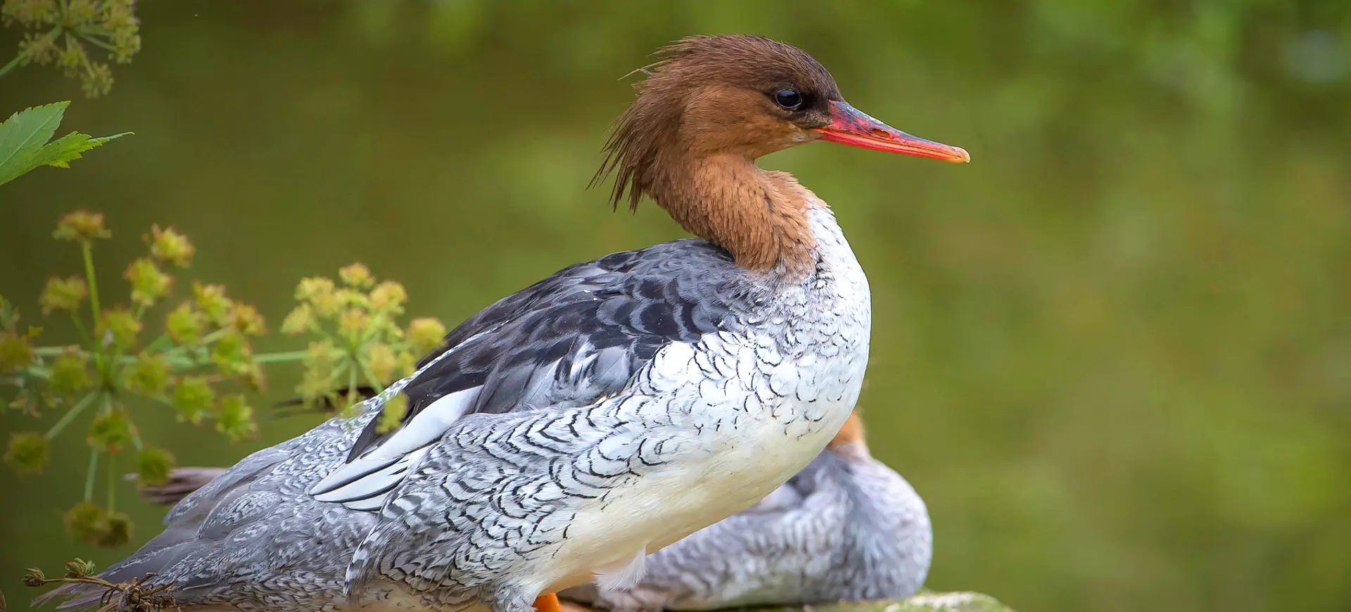 Scaly-sided Merganser