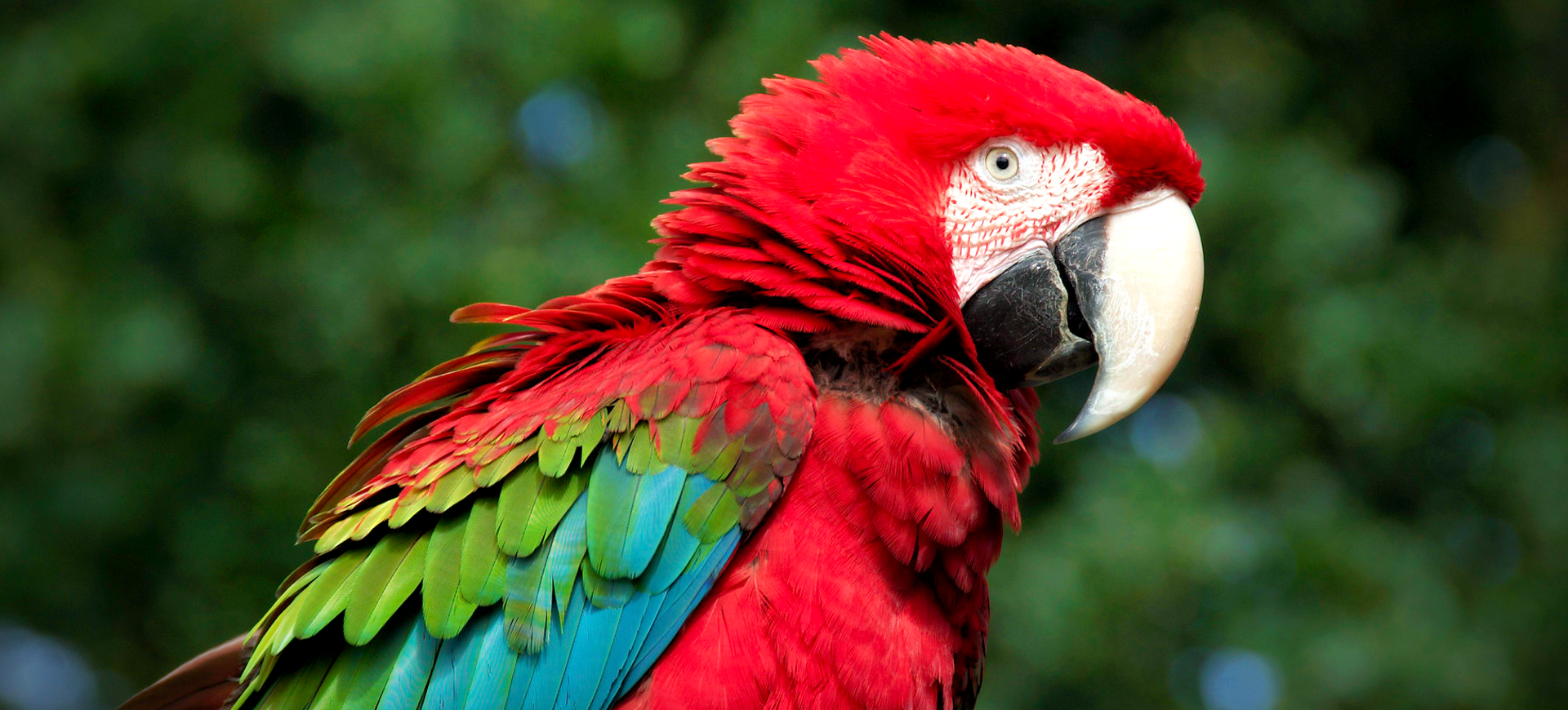 Scarlet Macaw