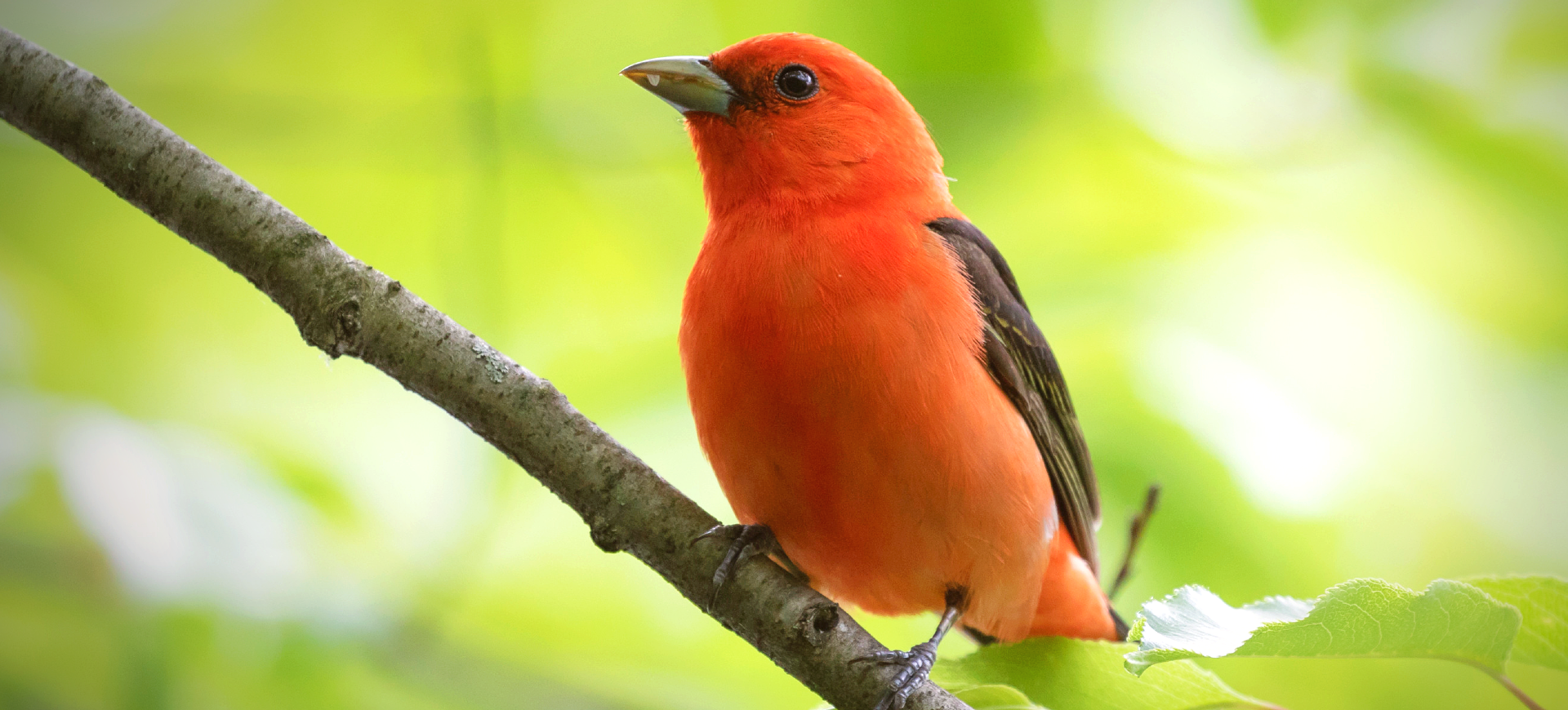 Scarlet Tanager