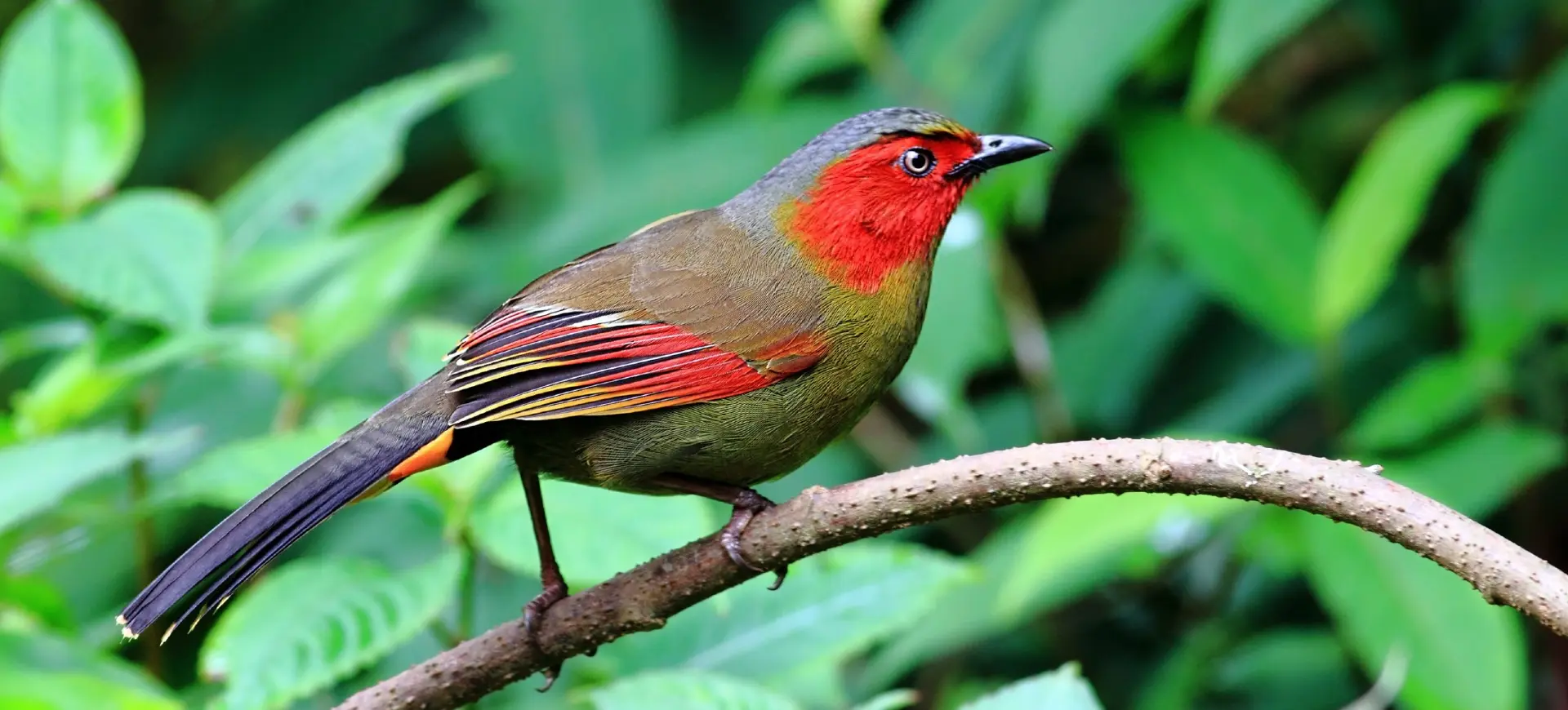 Scarlet-faced Liocichla