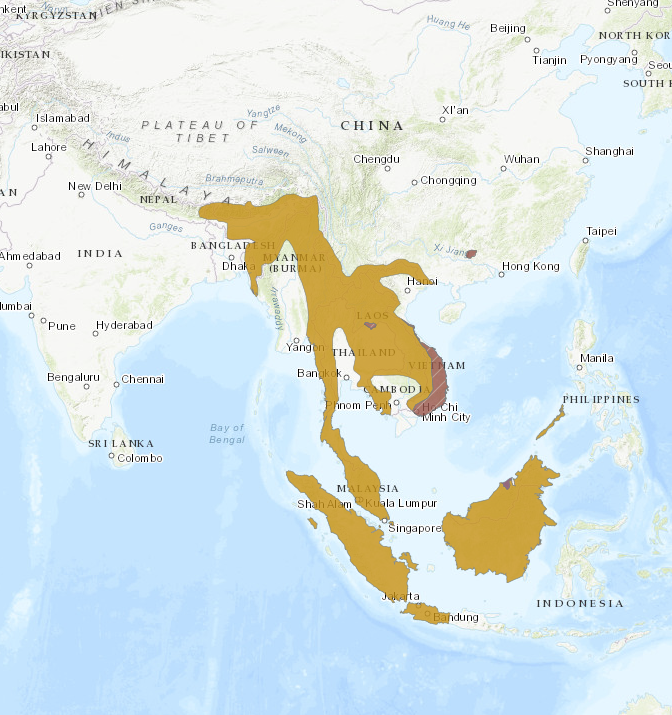 binturong range