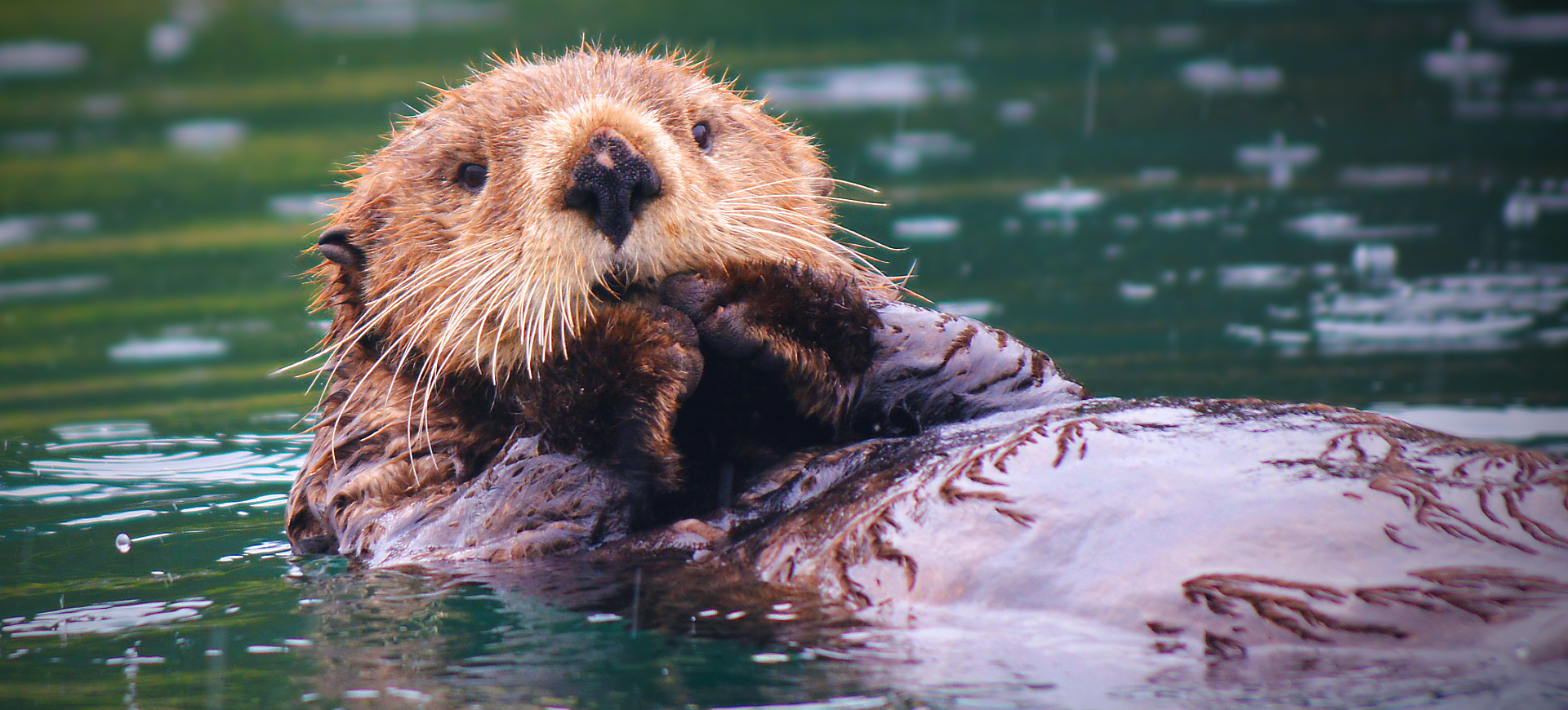 Sea Otter