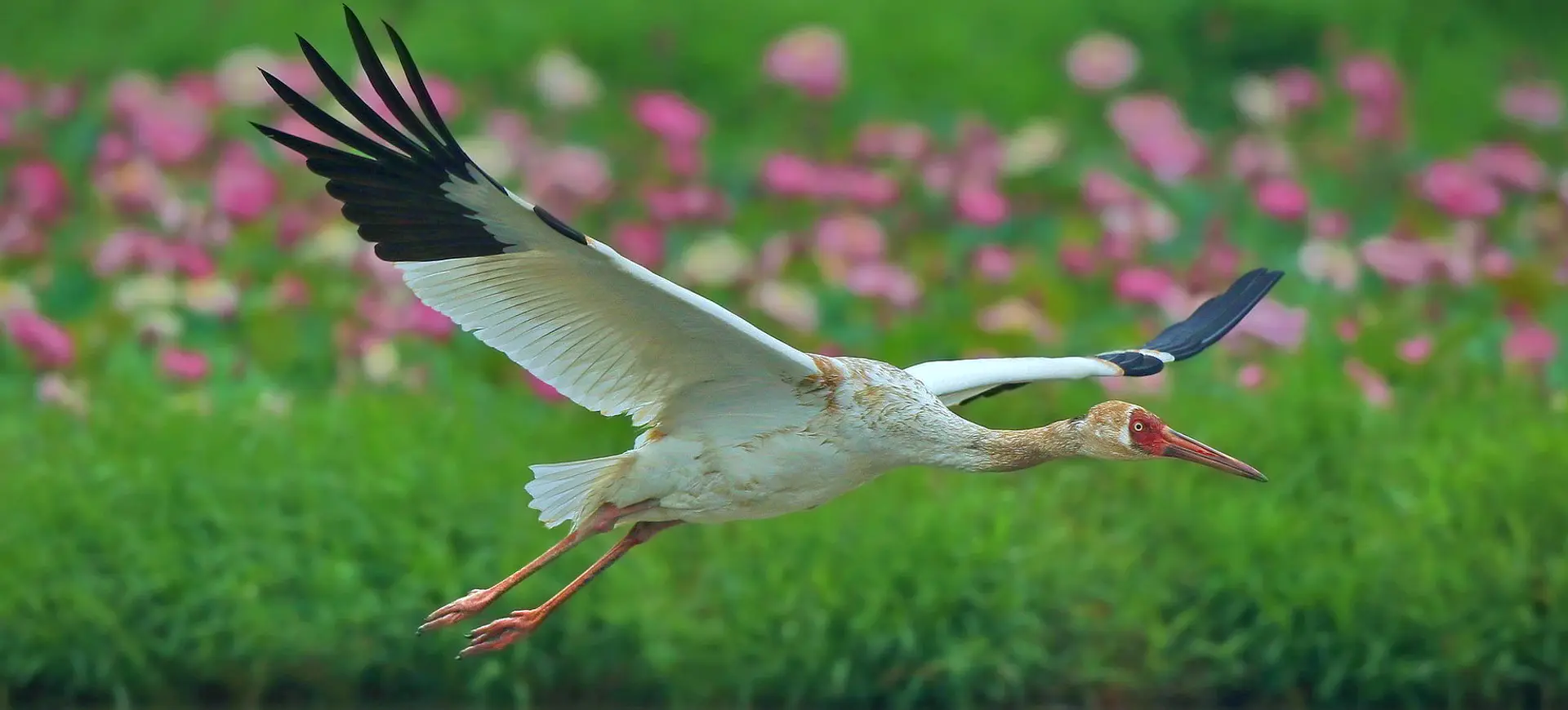 Siberian Crane