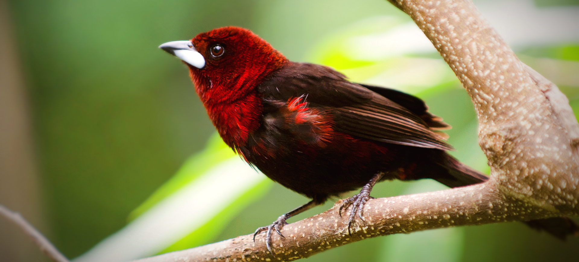 Silver-beaked Tanager