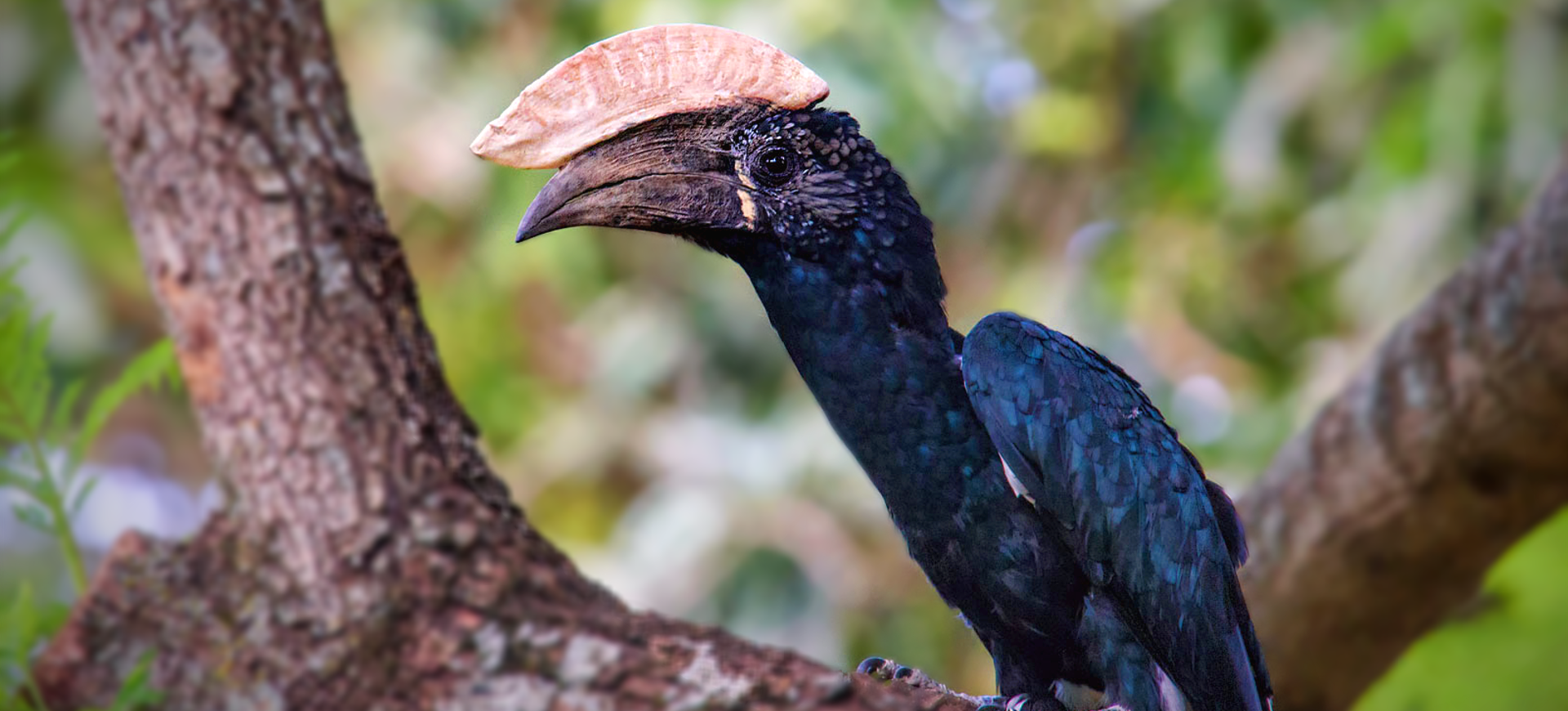 Silvery-cheeked Hornbill