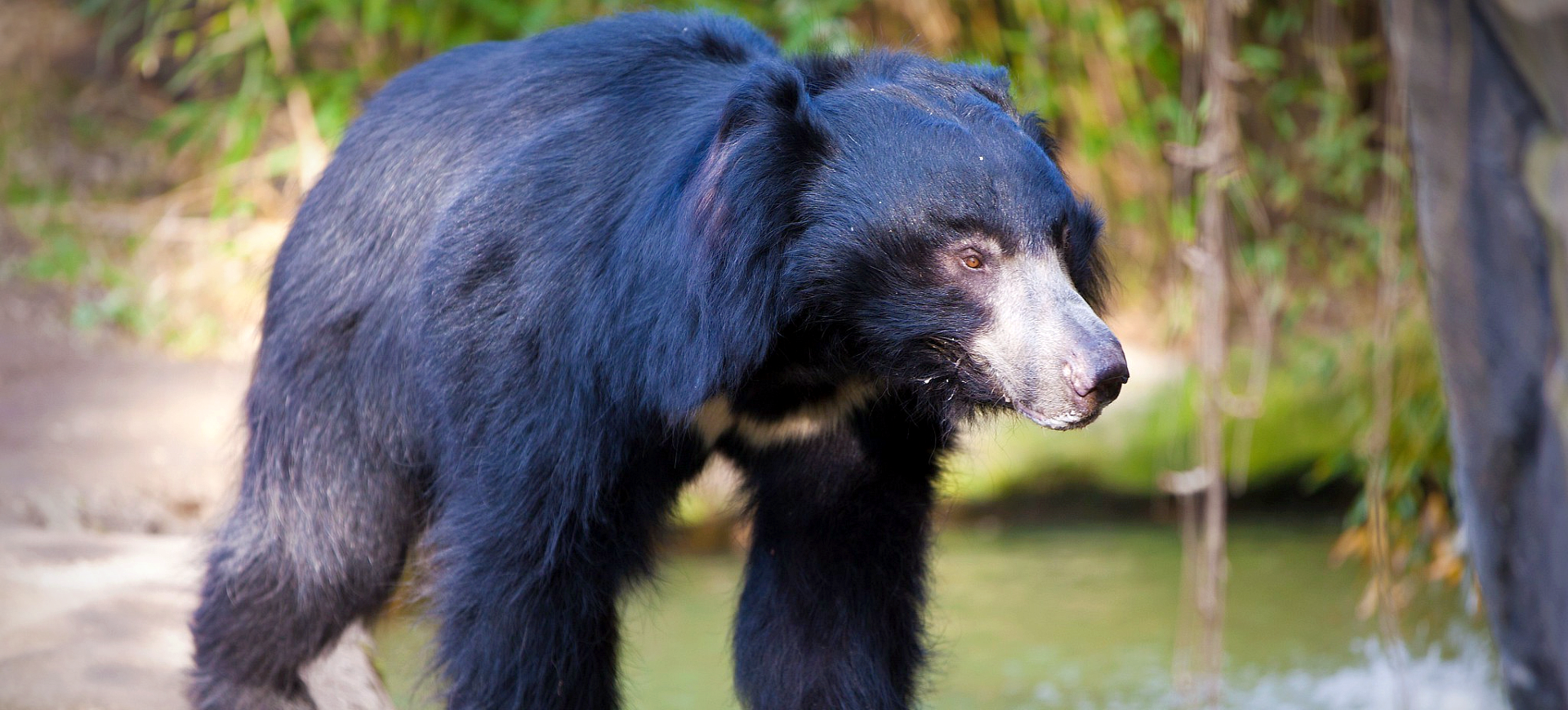 Sloth Bear