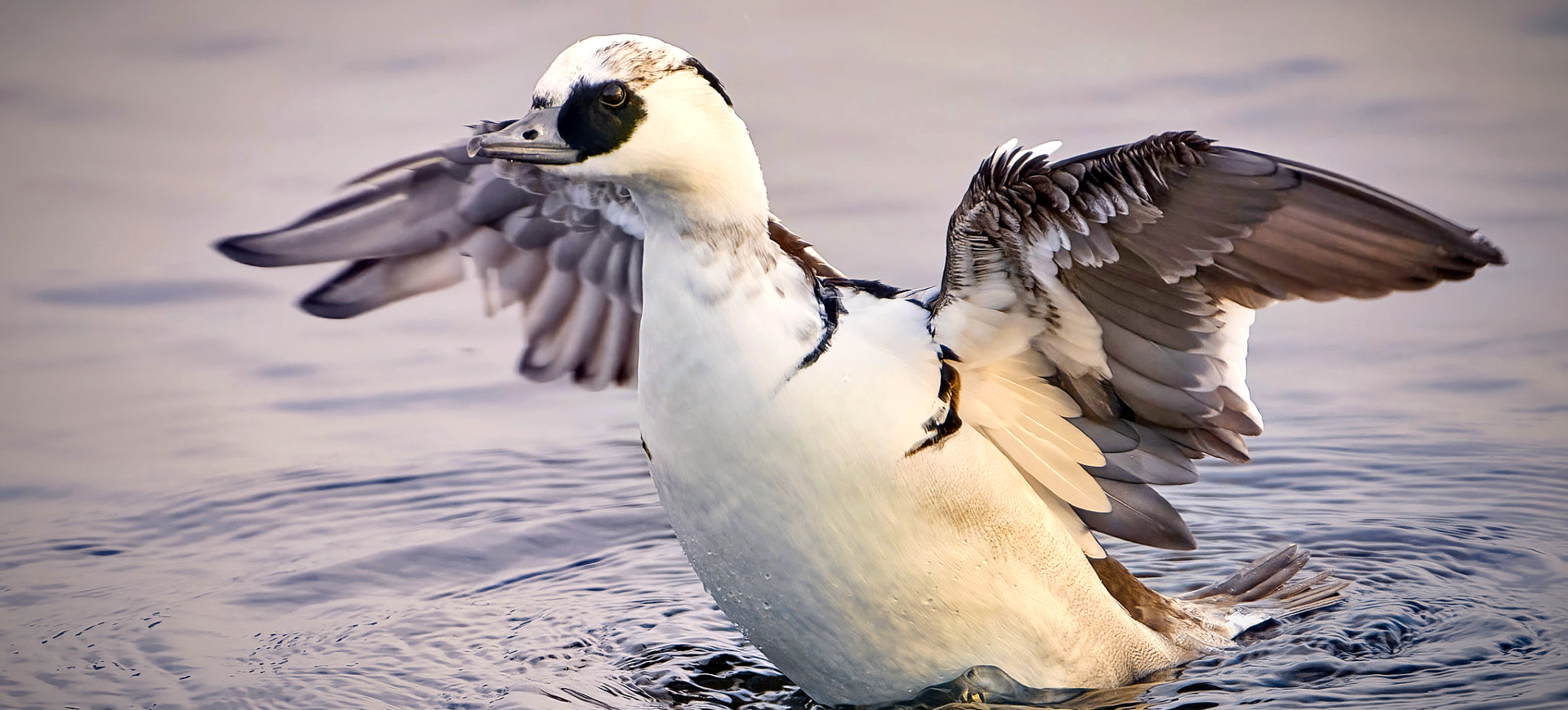 Smew