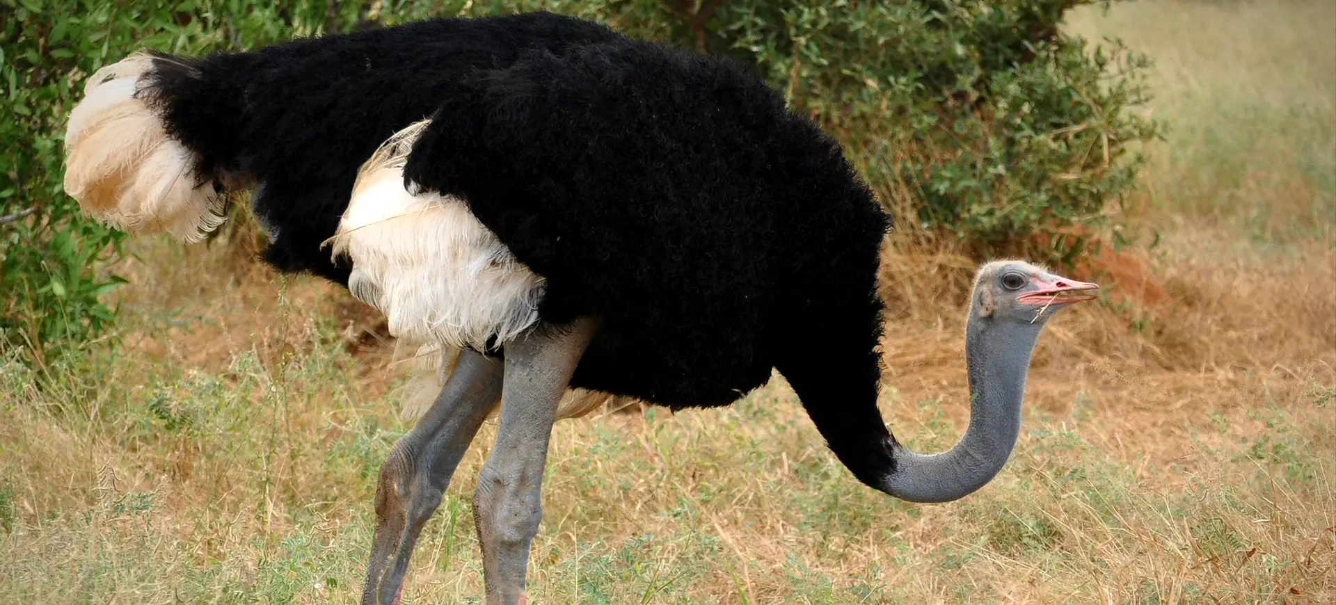 Somali Ostrich