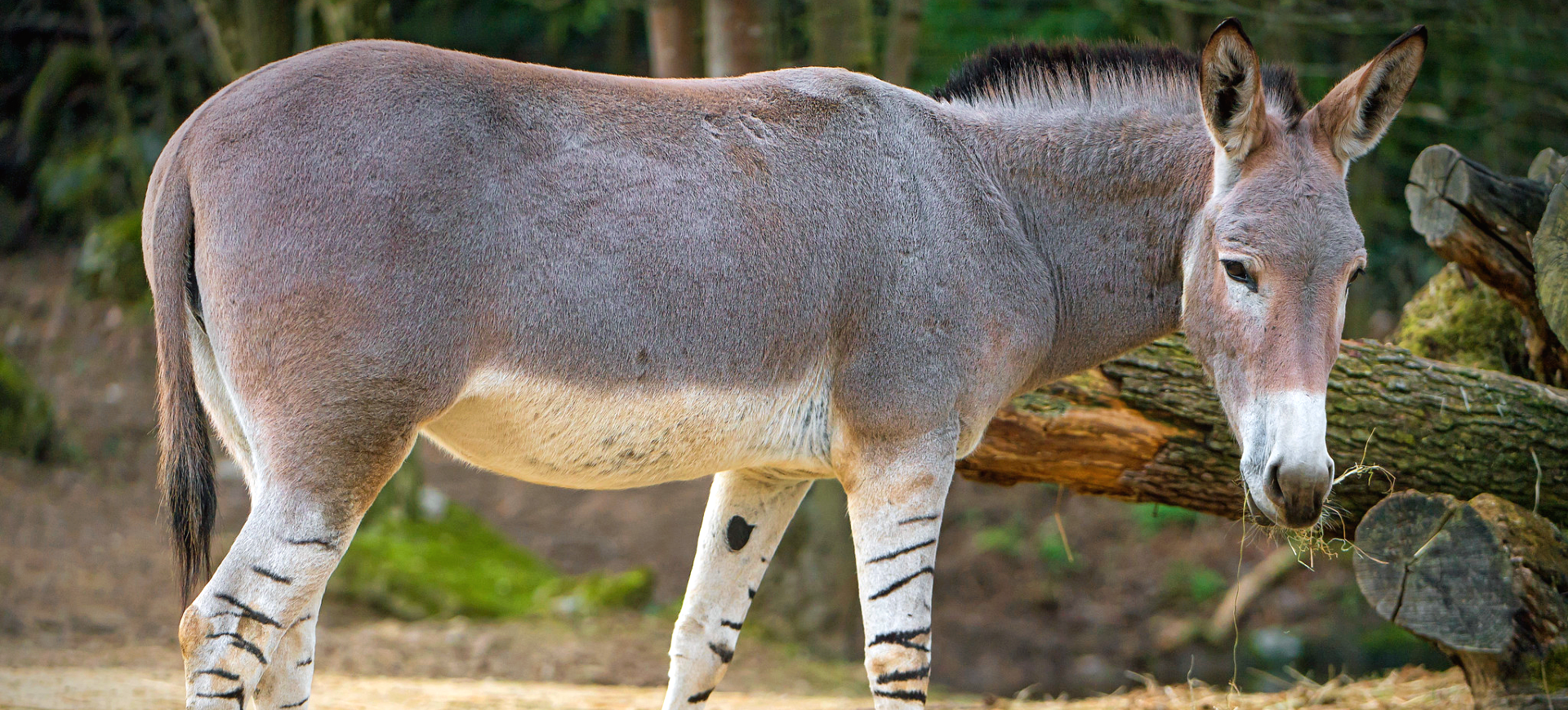 Somali Wild Ass