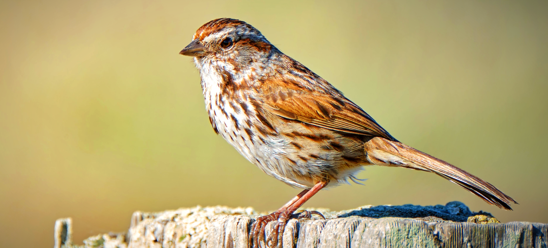 Song Sparrow