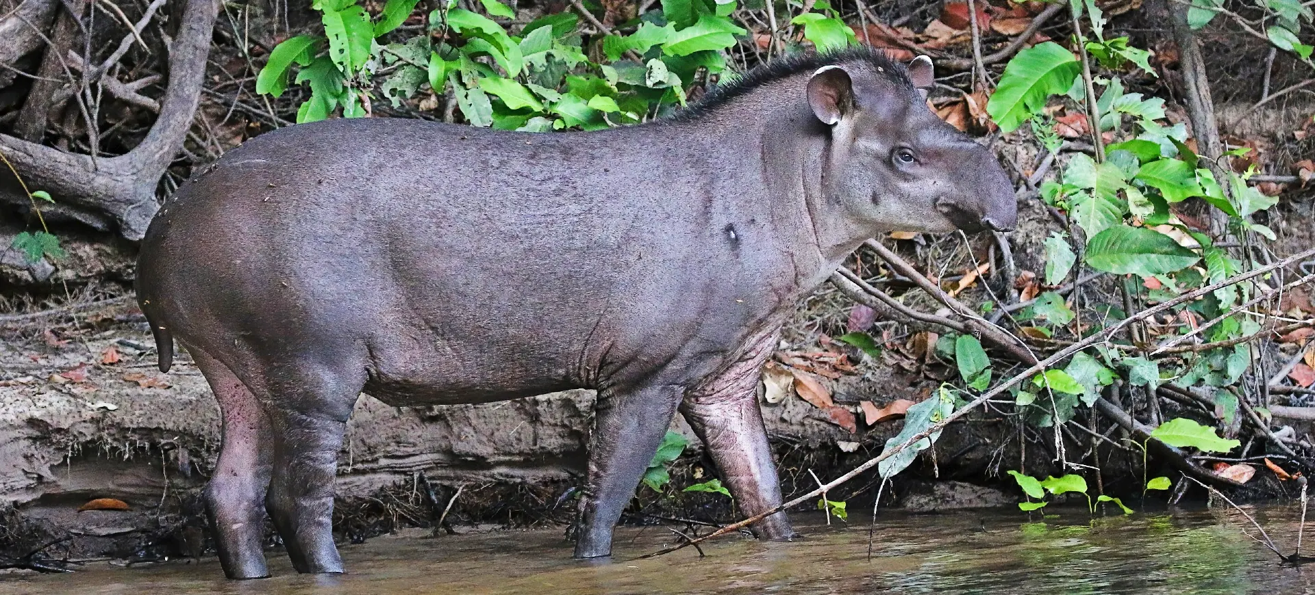 Brazilian Tapir