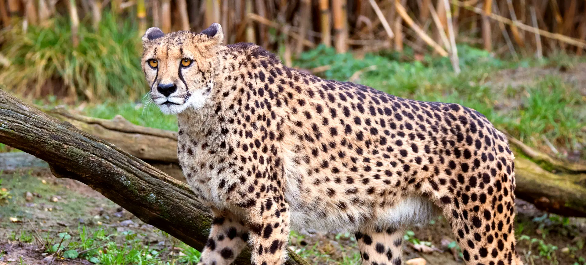 Southeast African Cheetah