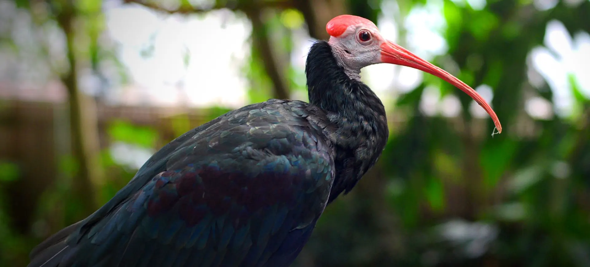 Southern Bald Ibis