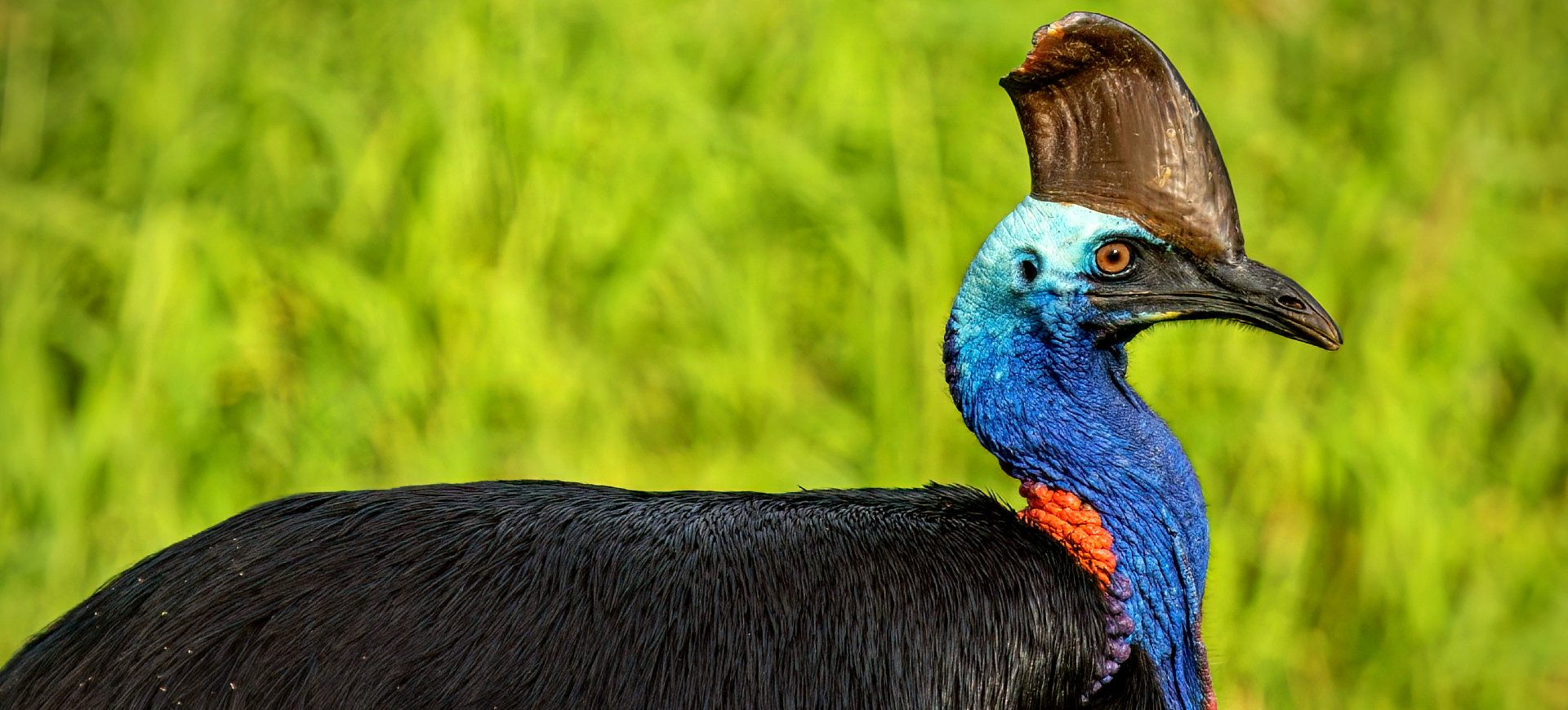 Southern Cassowary