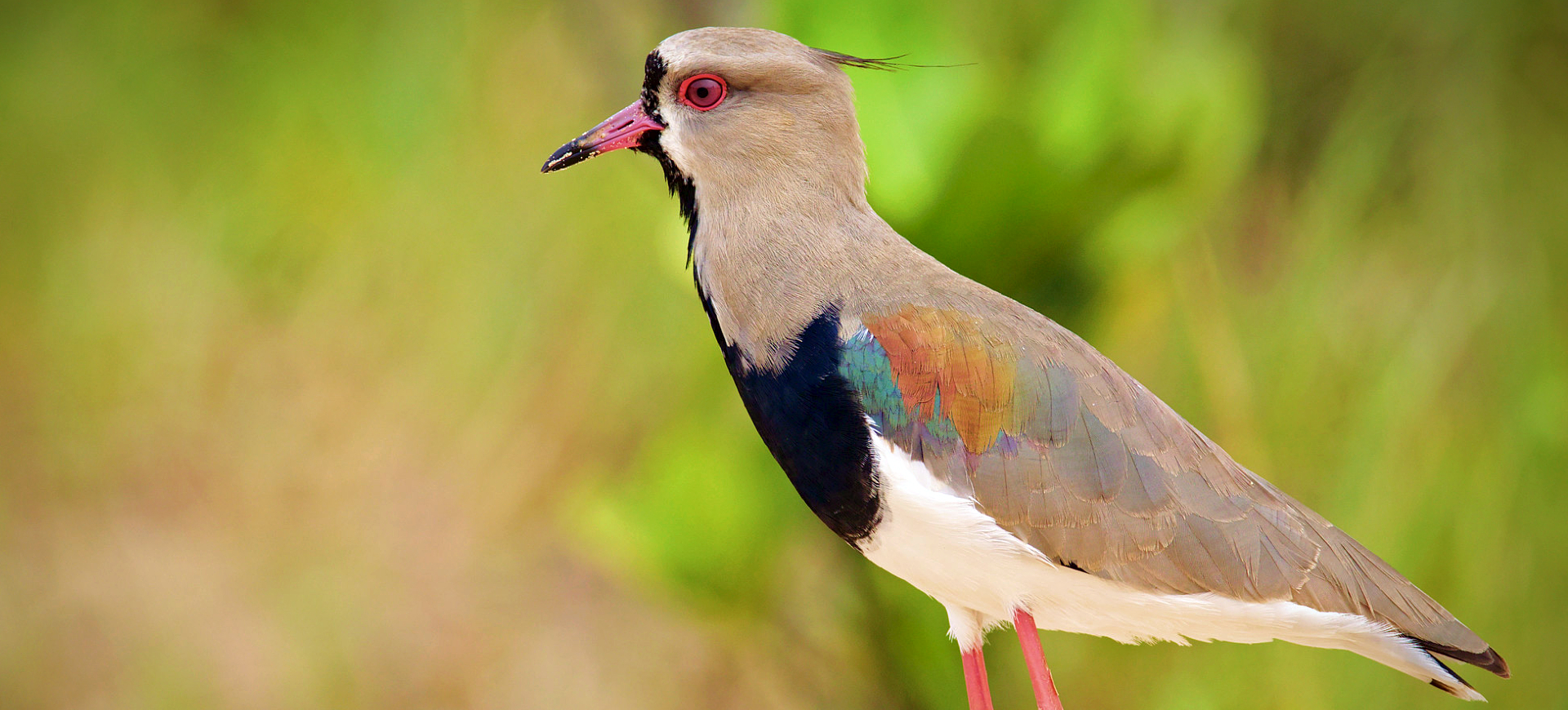 Southern Lapwing