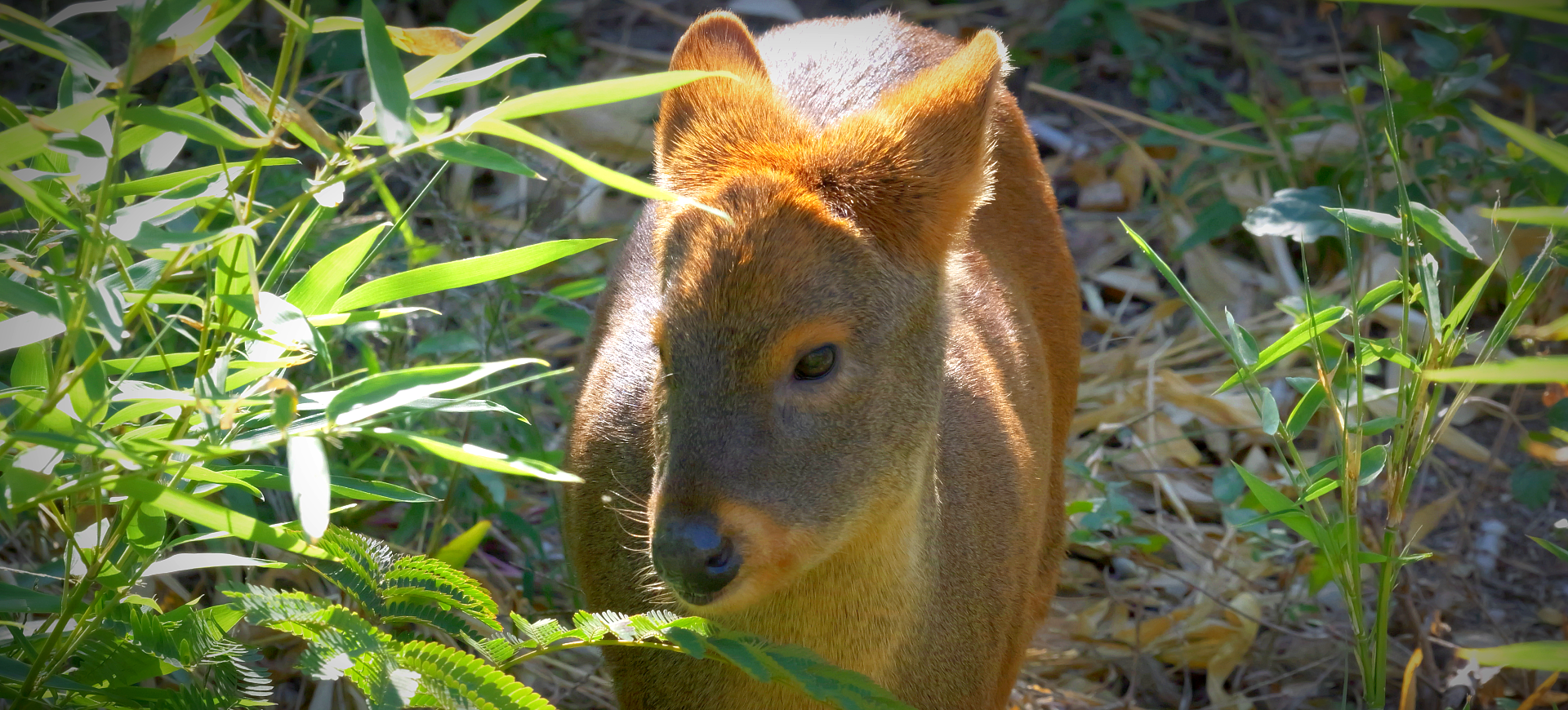 Southern Pudu