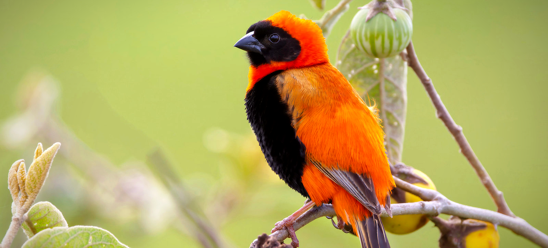 Southern Red Bishop