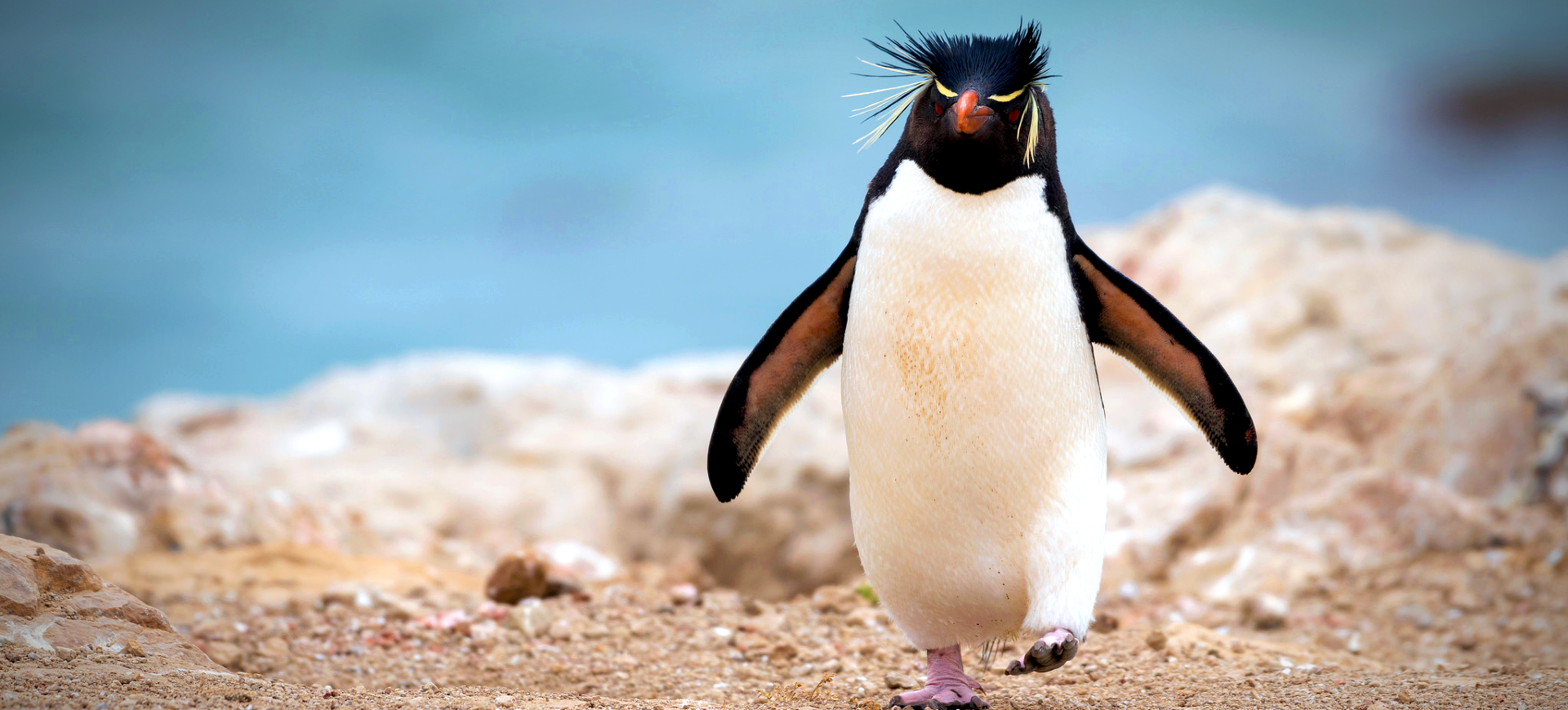 Southern Rockhopper Penguin