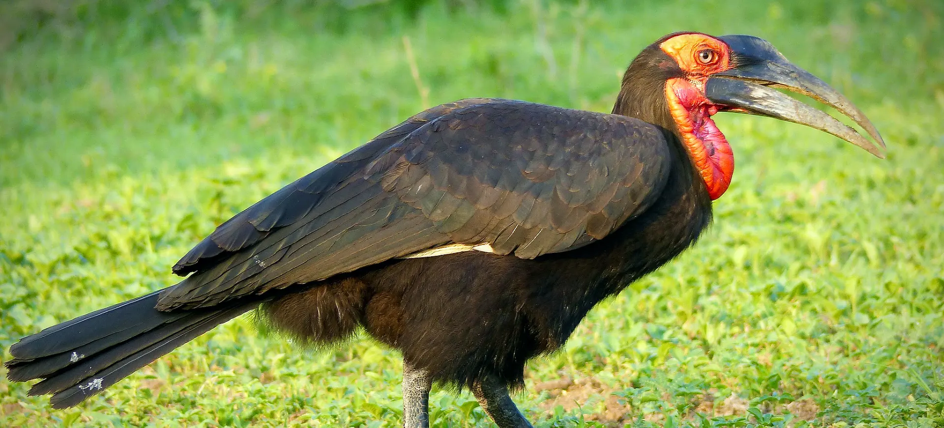 Southern Ground Hornbill