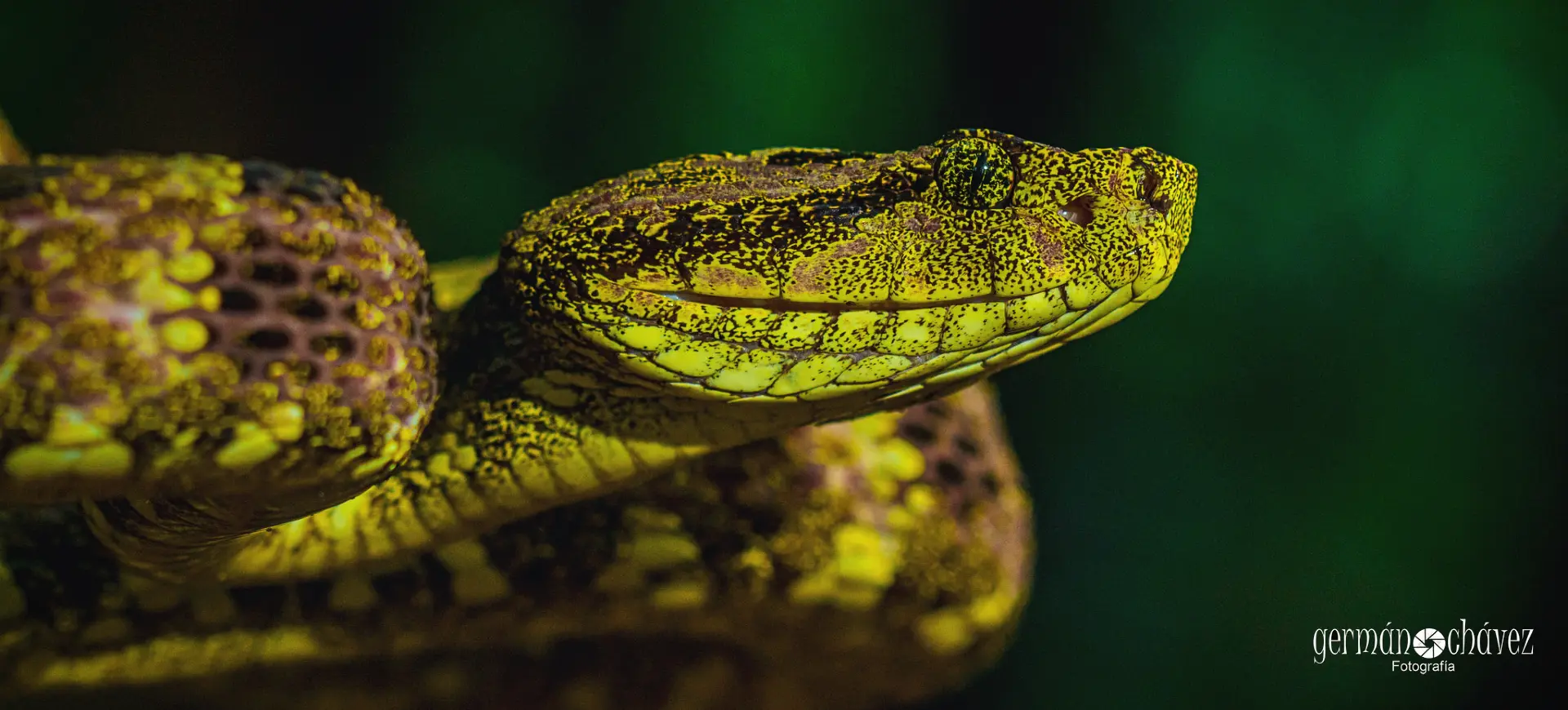 Speckled Forest Pit Viper