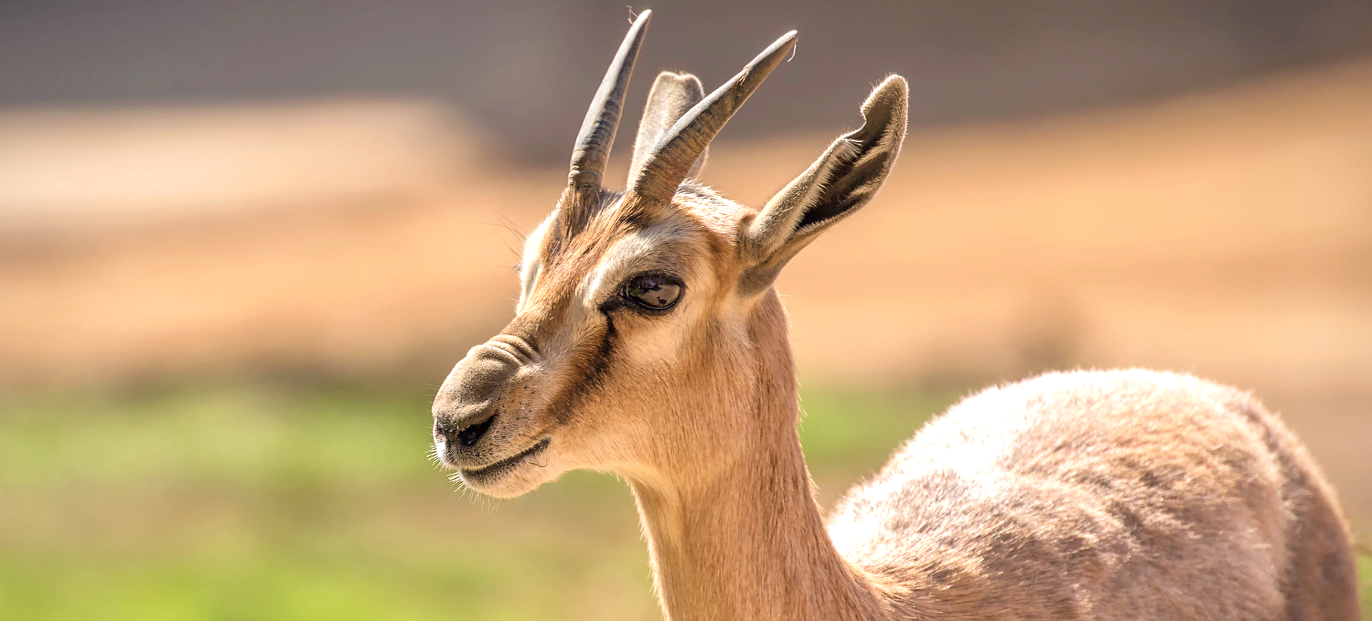 Speke's Gazelle