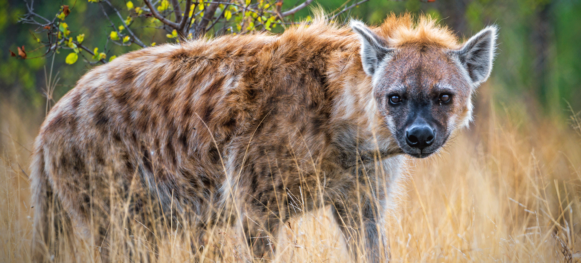 Spotted Hyena