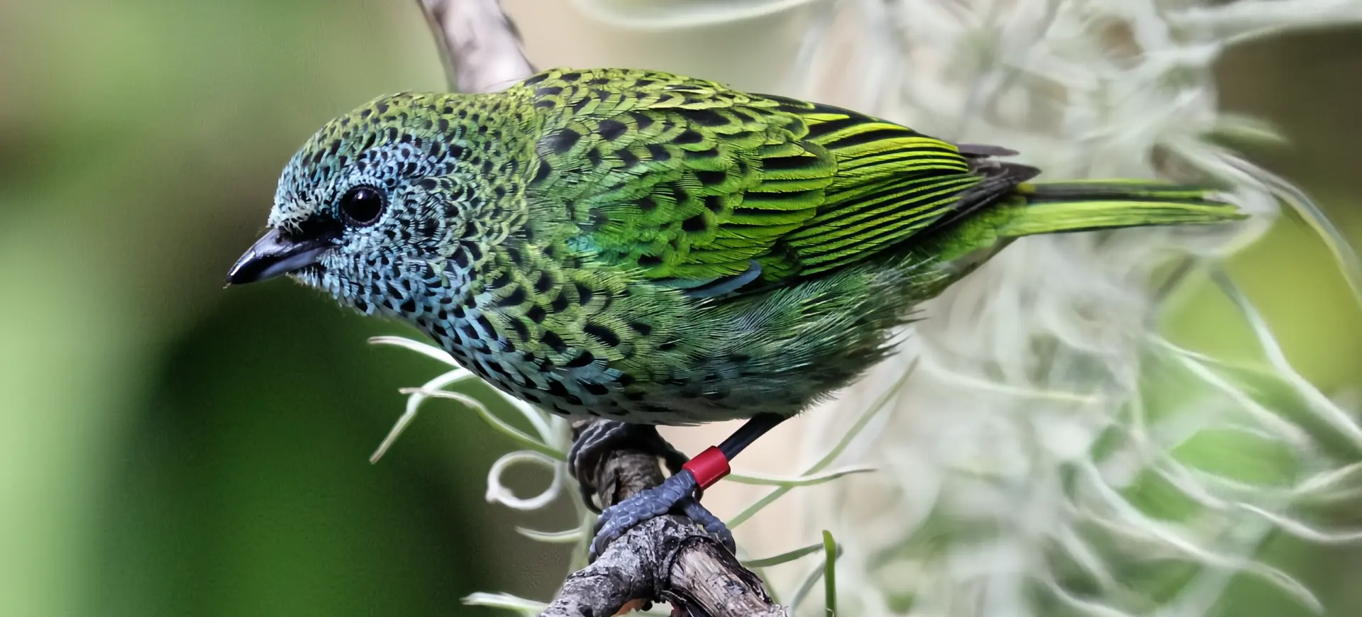 Spotted Tanager