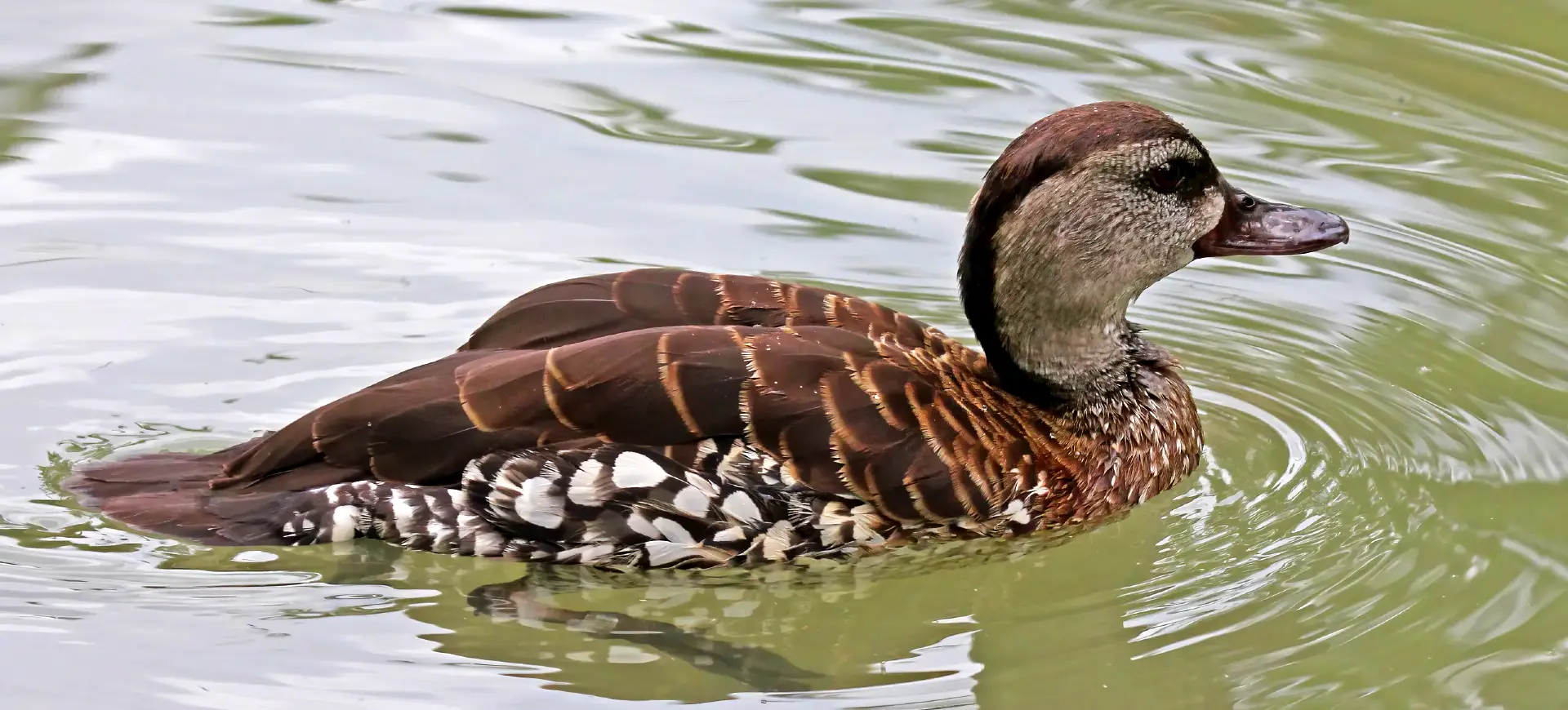 Spotted Whistling Duck